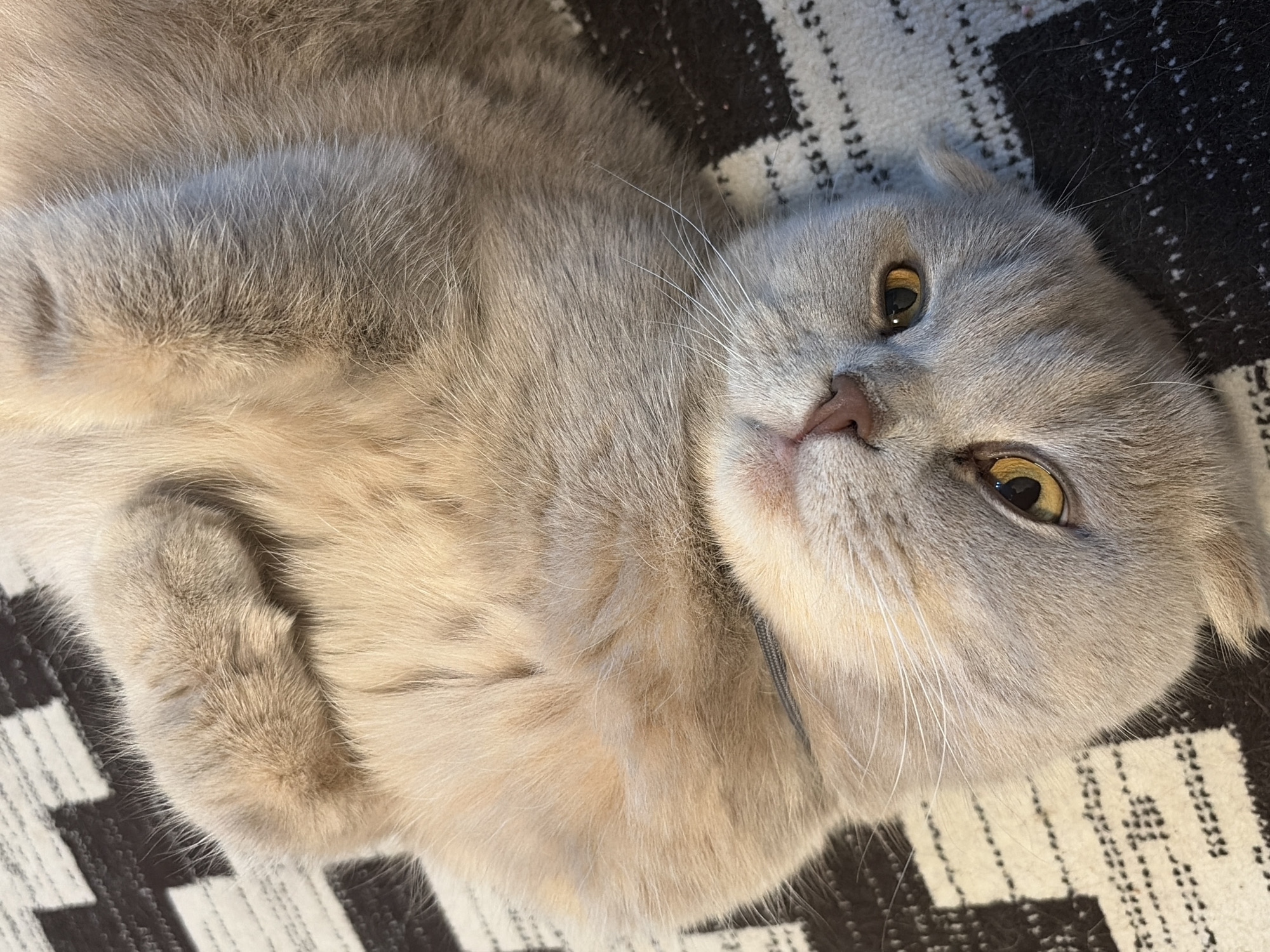 A light gray cat with golden eyes is lying on a black and white patterned surface. The cat is curled on its side, looking upwards towards the camera. The location is unknown and there is no evidence indicating that the image was taken in the city of Chaikovsky, Russia. There are no people present in the image.