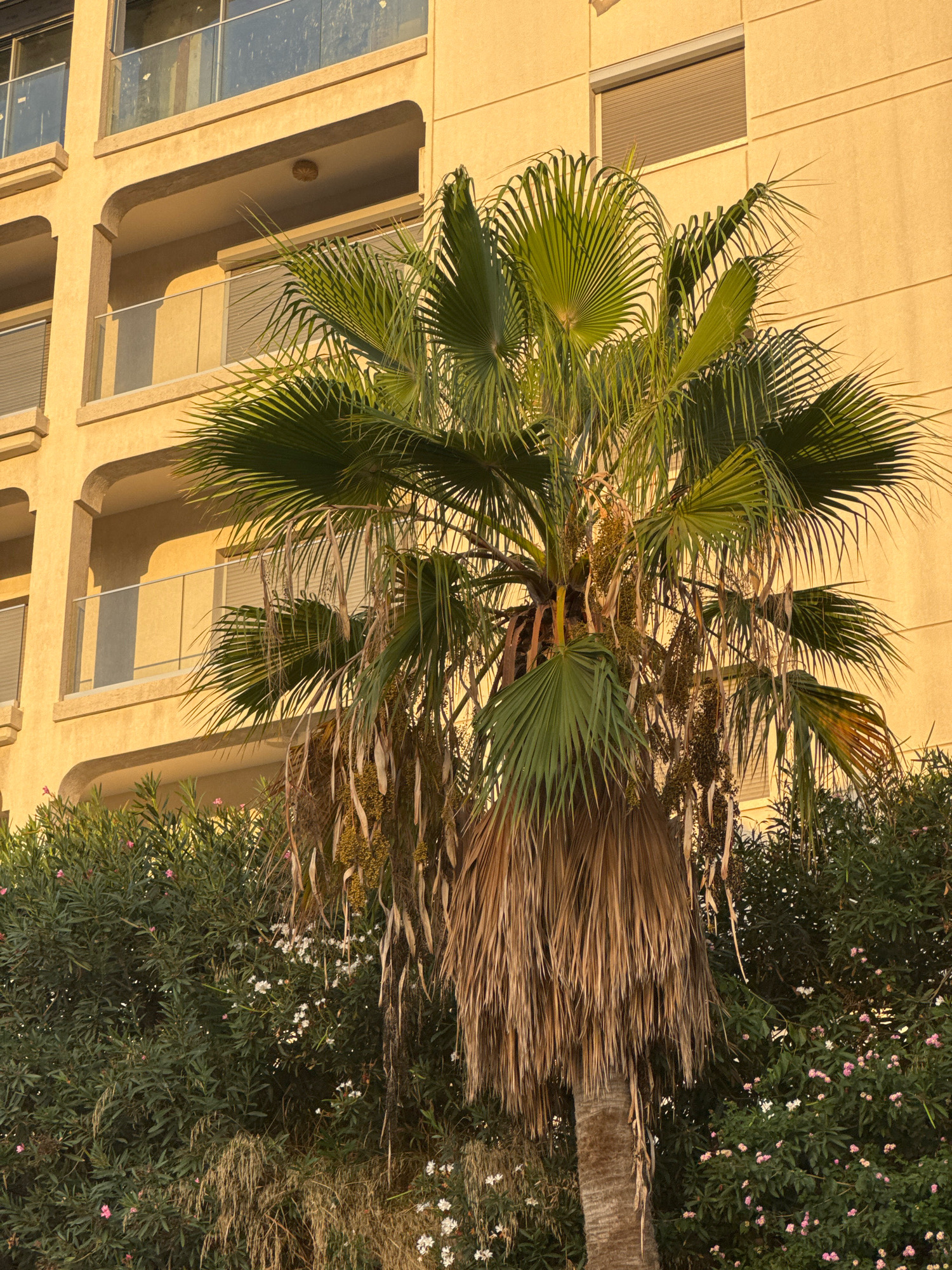 The image depicts a palm tree with green fronds and dry, brown, hanging fronds, set against a yellow building with balconies and windows. Dense green foliage with small pink and white flowers is visible at the base of the palm tree and in the foreground. The lighting suggests it is either sunrise or sunset, casting a warm glow on the scene. The architectural style of the building, characterized by arched openings on the balconies, is consistent with Mediterranean or coastal designs. This scene is located in the Agios Tychona Community, Cyprus, a coastal area known for its hotels, resorts, and lush vegetation.