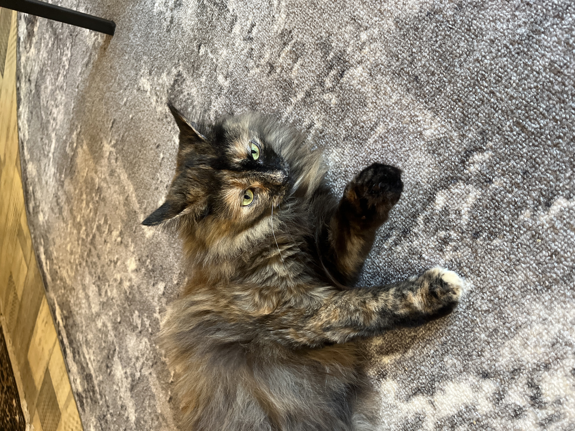 A tortoiseshell cat with green eyes is lying on a grey rug. The cat has long, fluffy fur with patches of black, brown, and orange. Its front paws are extended, and its head is turned towards the camera. The rug has a textured pattern with shades of grey and white. In the background, a wooden floor and a dark table leg are visible. The scene appears to be indoors, likely in a home. There is no information available to place this image in the city of Pamyati 13 Bortsov, Russia.