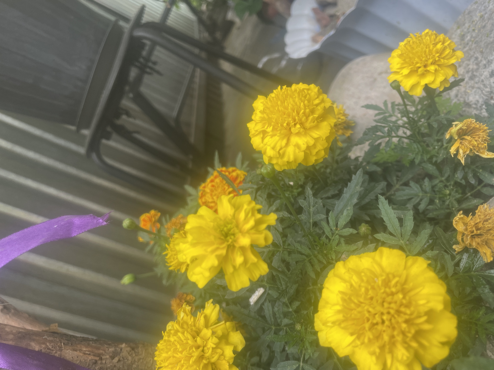 The image displays a close-up outdoor scene, reportedly in Almaty, Kazakhstan, dominated by vibrant yellow and orange marigolds. Multiple healthy, densely petaled yellow marigold blooms occupy the foreground and mid-ground, surrounded by their characteristic dark green, finely lobed foliage. Several smaller orange marigolds are visible deeper within the plant cluster, and a few withered, brown blossoms appear at the bottom edge of the frame.
To the far left, a section of a brown, textured tree trunk is partially visible, from which a purple fabric ribbon, slightly frayed at its end, hangs downwards. The background primarily consists of a light-colored, vertically corrugated metal wall or fence, reflecting ambient light. In the upper right quadrant, a dark-colored, possibly black, slatted outdoor chair with armrests is present but significantly out of focus. A blurry white object, resembling a decorative shell or dish, rests on the ground to the right of the prominent flowers. The scene is illuminated by bright, diffused daylight, and no individuals are present.