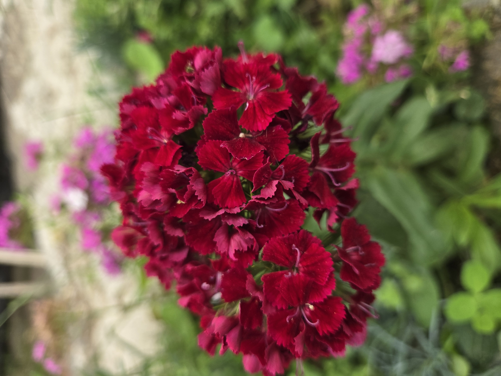 A close-up, eye-level shot focuses on a cluster of vibrant red flowers, likely dianthus, with delicate, fringed petals. The flowers are densely packed, forming a rounded bloom in the center of the frame. Several individual flowers are clearly visible, showcasing their intricate structure, with a hint of stamen and pistil in their centers. The petals have a slightly ruffled texture, and their deep red hue is rich and saturated.
In the background, the scene is softly blurred, creating a bokeh effect. This background consists of lush green foliage, suggesting a garden or natural setting. To the left and upper right of the main flower cluster, patches of lighter pink or magenta flowers are visible, also out of focus, adding pops of contrasting color to the composition. A lighter, neutral-toned element, possibly a wall or ground cover, is visible in the upper left quadrant, also blurred.
The lighting appears soft and diffused, suggesting it might be daytime, possibly overcast or in the shade, as there are no harsh shadows. The overall mood of the image is serene and natural, highlighting the beauty of the flowers and their surrounding environment. No people are present, and there is no visible text.