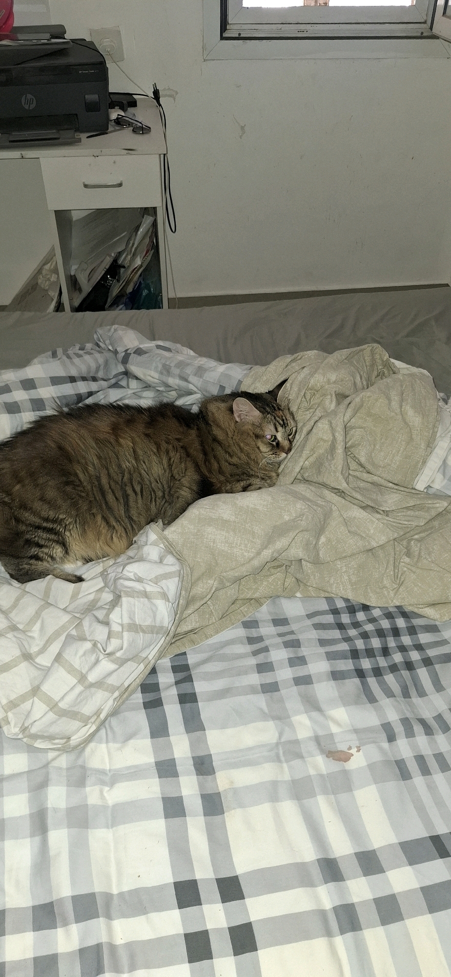 The image depicts a domestic scene in Yerocham, Israel. A long-haired tabby cat is lying on a bed covered with a beige blanket and a plaid comforter. The cat is positioned on its side, facing to the right of the frame, with its eyes partially open. In the background, a desk with a printer and some papers is visible. The room appears to be dimly lit, suggesting it is either evening or the blinds are closed.