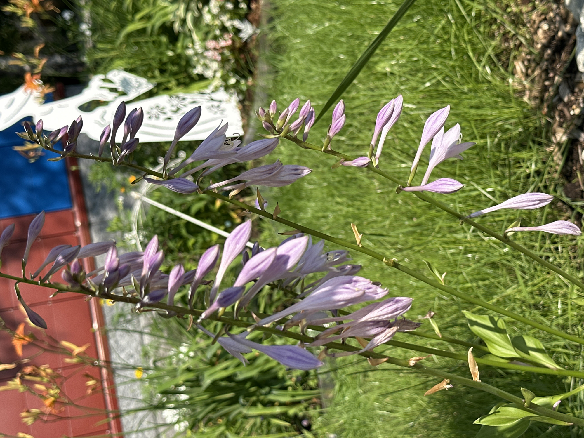 The image shows a close-up view of several stalks of hosta flowers with delicate purple-blue blossoms in various stages of bloom. The flowers are elongated and bell-shaped, with some still in bud form. They are set against a backdrop of lush green grass, with hints of orange flowers and a red structure in the background. A white, stylized angel sculpture is also visible in the mid-ground. The lighting suggests it is daytime, with sunlight casting shadows. The scene appears to be in a garden or park setting. The image does not contain any information that would indicate the location in the city of Uray, Russia.