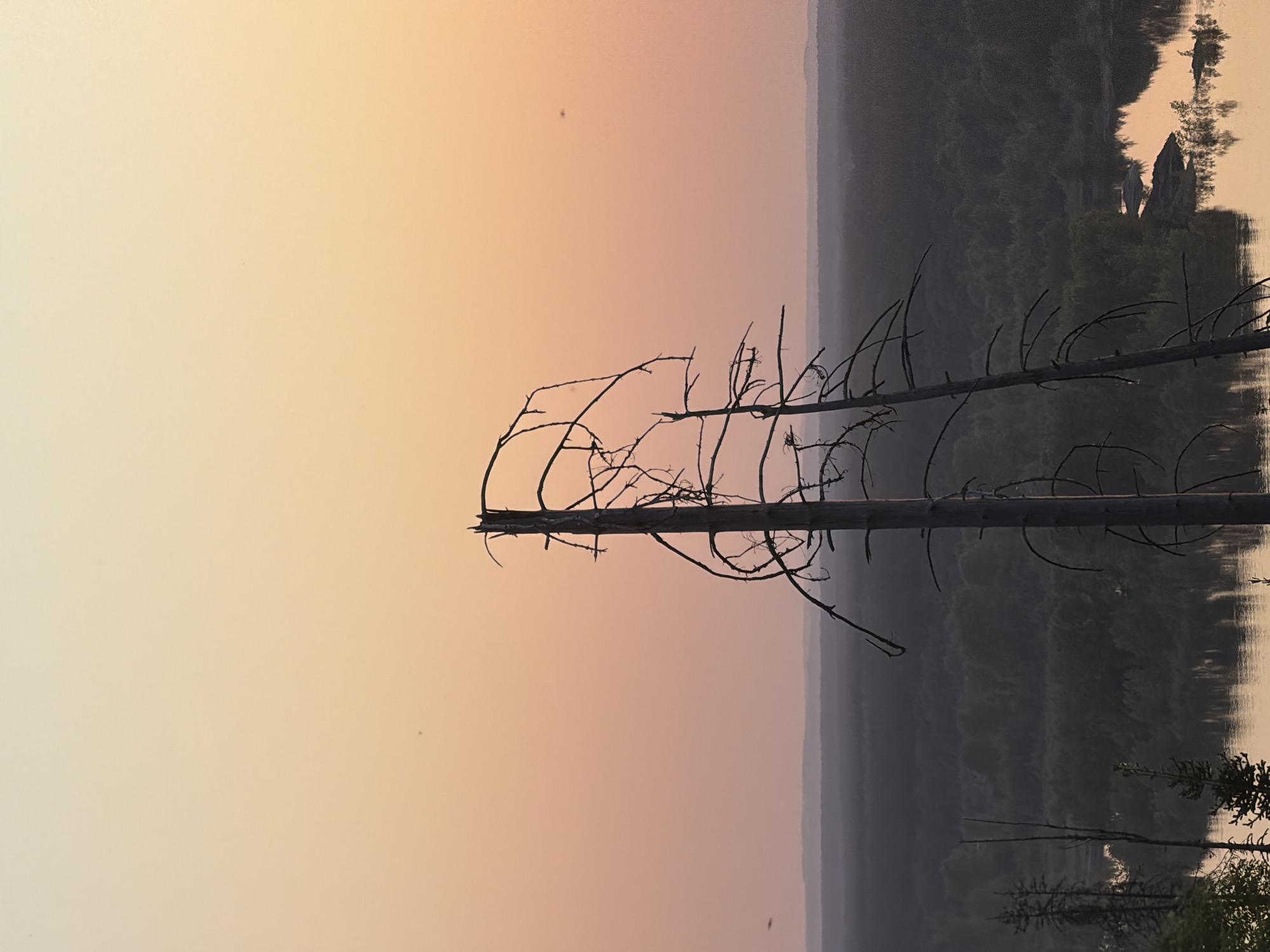 The image shows a landscape at dawn or dusk, likely near a body of water. In the foreground, a dead tree with bare branches stands prominently. The background features a hazy sky with a gradient of light orange to pale yellow. The body of water reflects the surrounding landscape and sky. The horizon line reveals a forested area with hints of structures or settlements. The location is near Noviy, Russia.