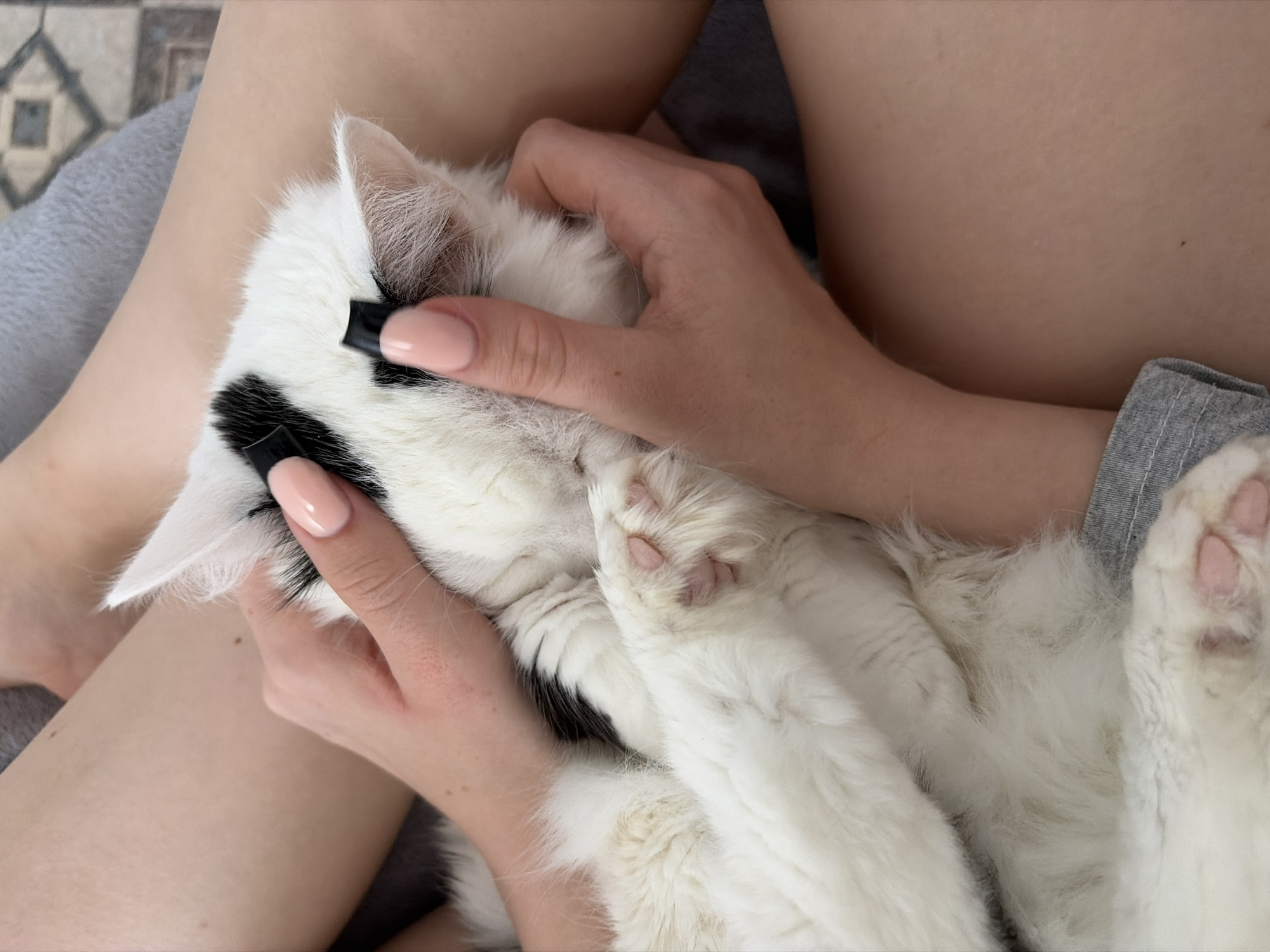 The image, taken in Novinki, Russia, depicts a close-up, overhead view of a person cradling a domestic cat in an indoor setting. The cat is primarily white with distinctive black patches of fur, notably on its head and back. Soft, black claw caps are affixed to the cat's front claws, visible near its face. The person's hands, featuring manicured nails with a glossy, light pink polish, gently secure the cat. One of the cat's front paws, revealing pink toe pads, is visible in the lower left. Portions of the person's bare legs or thighs are also visible, along with a grey fabric, possibly clothing or a blanket. The background shows a patterned floor.