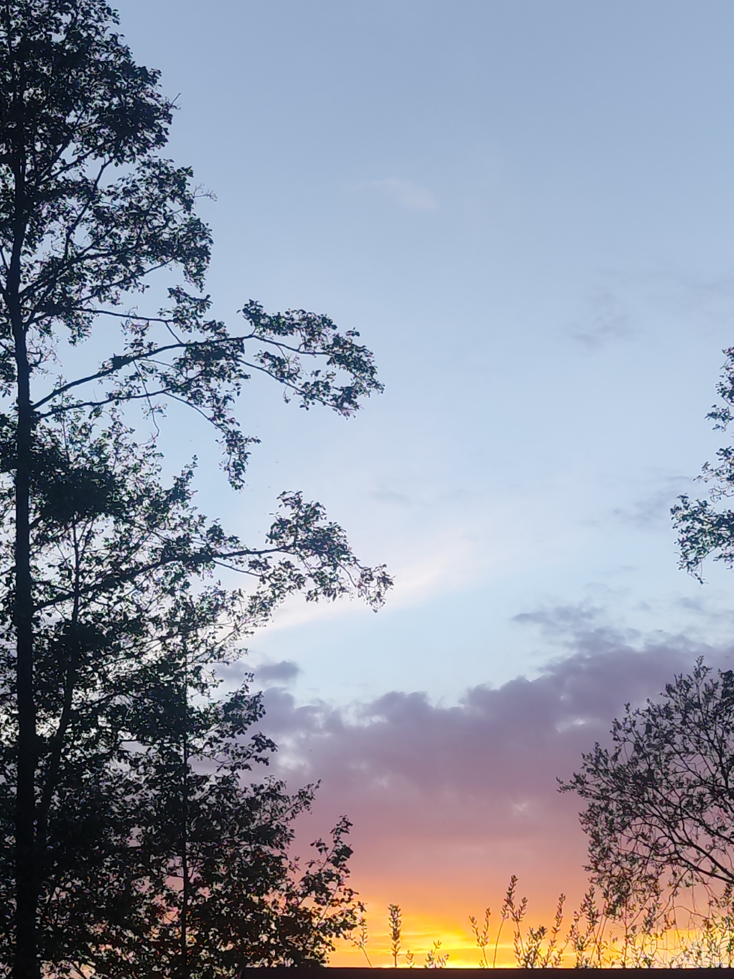 The image shows a sunset view in Chaikovsky, Russia. In the foreground, silhouetted trees frame the scene on the left and right sides. Tall grasses and vegetation line the horizon, illuminated by the vibrant orange and yellow light of the setting sun. Above, the sky transitions from a pastel blue at the top to a blend of pink and purple hues closer to the horizon. Patches of clouds are visible in the mid-sky, adding depth and texture to the scene. The image captures a natural landscape with the focus on the colors and light of the sunset.