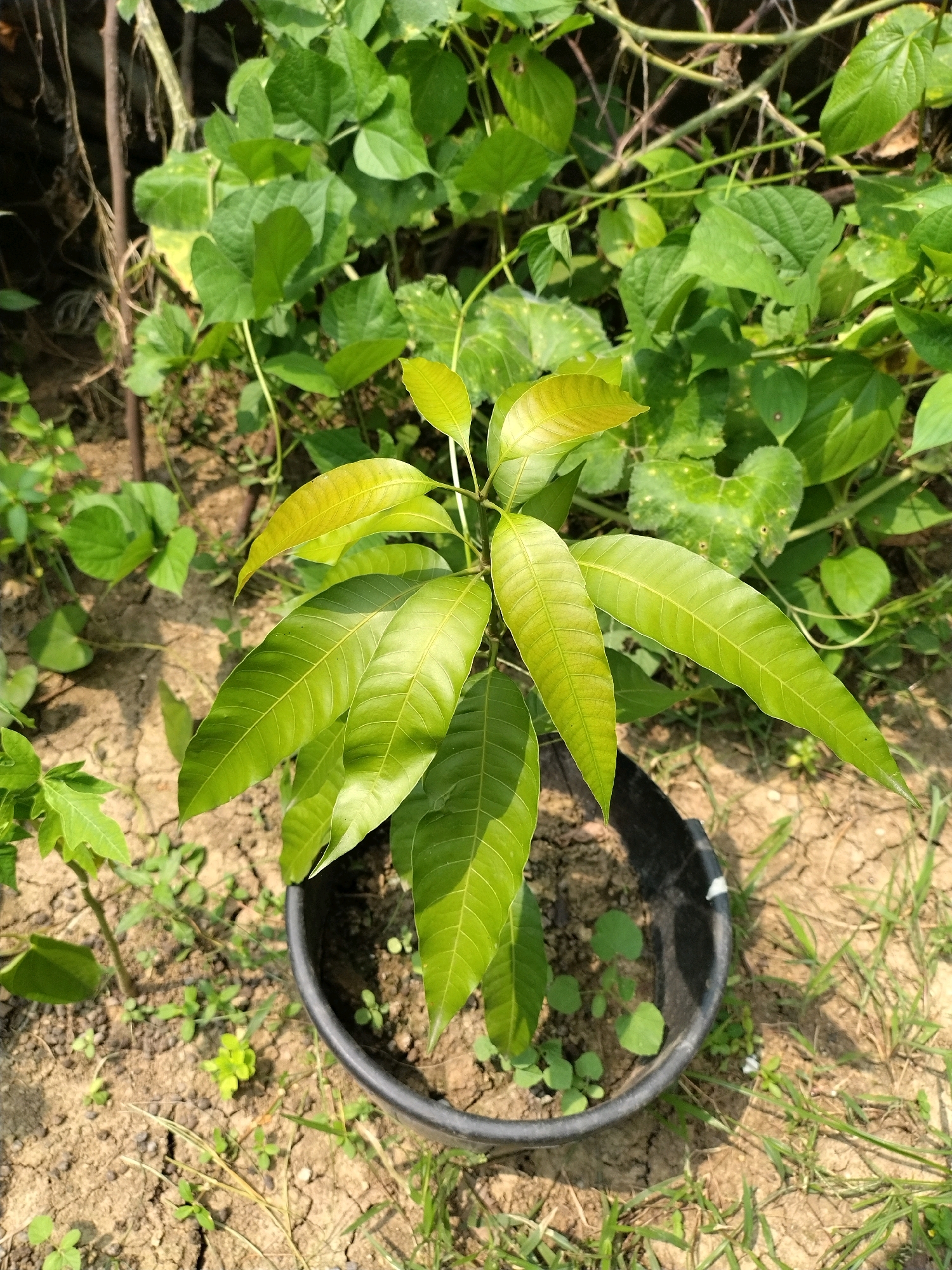 A young mango tree sapling is planted in a black pot on dry, cracked earth. The sapling has several large, green leaves, some of which are tinged with yellow at the tips. The pot is partially filled with soil, and a few small weeds are growing around it. In the background, there are lush green plants and vines, suggesting a natural or garden setting. The lighting indicates it is daytime, with sunlight casting shadows on the ground. This scene appears to be outdoors in Sagardighi, India.