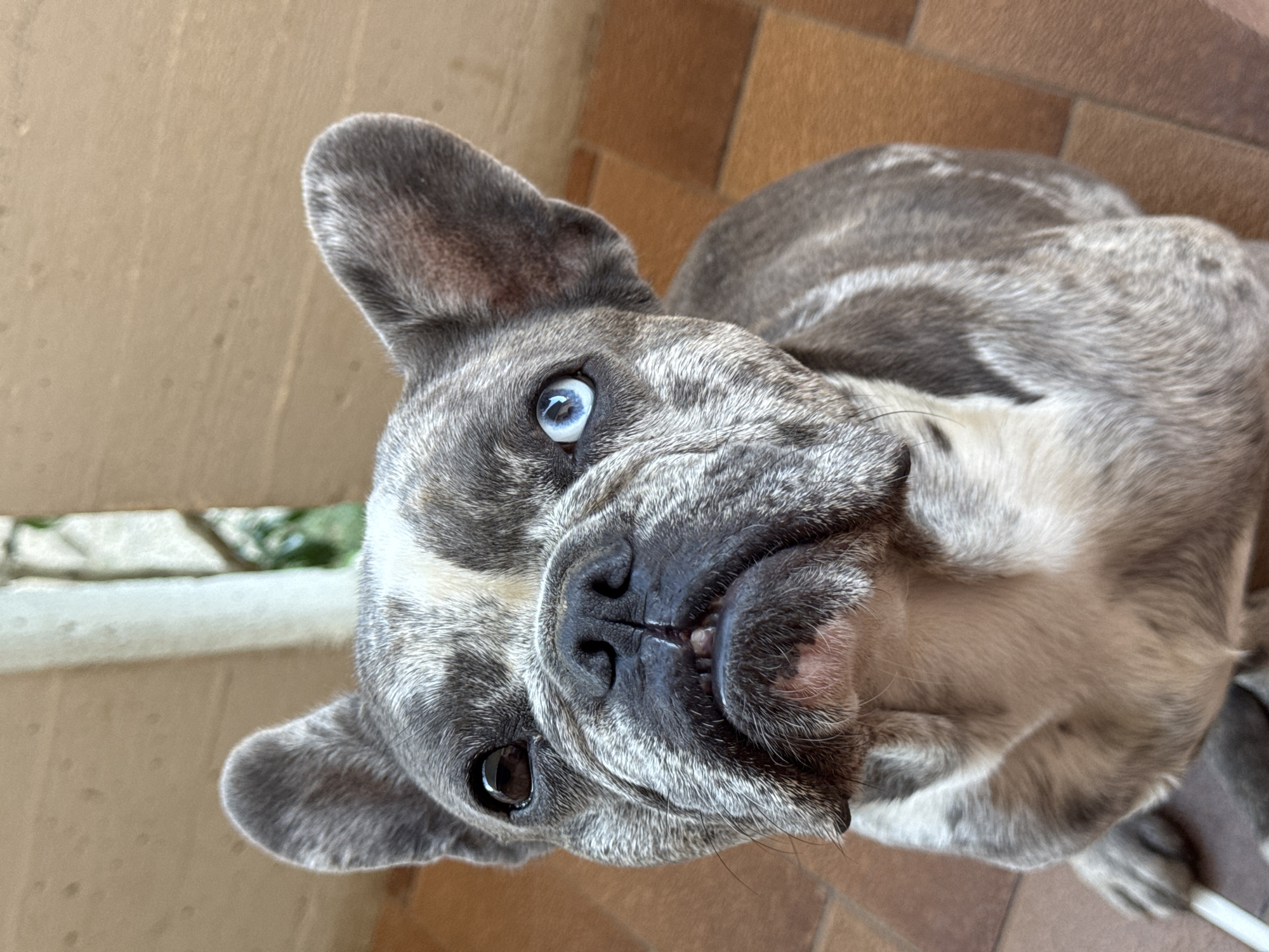 A merle French Bulldog with heterochromia, meaning its eyes are different colors, is positioned in the center of the frame, looking upwards. The dog's fur is a mottled gray and white pattern. Its left eye is dark brown, while its right eye is a striking bright blue. The dog's mouth is slightly open, revealing its teeth. The background consists of a textured wooden wall and tiled flooring, suggesting an outdoor or semi-outdoor location. The lighting appears to be natural daylight. This scene is located on a patio or balcony in San Benedetto del Tronto, Italy.
