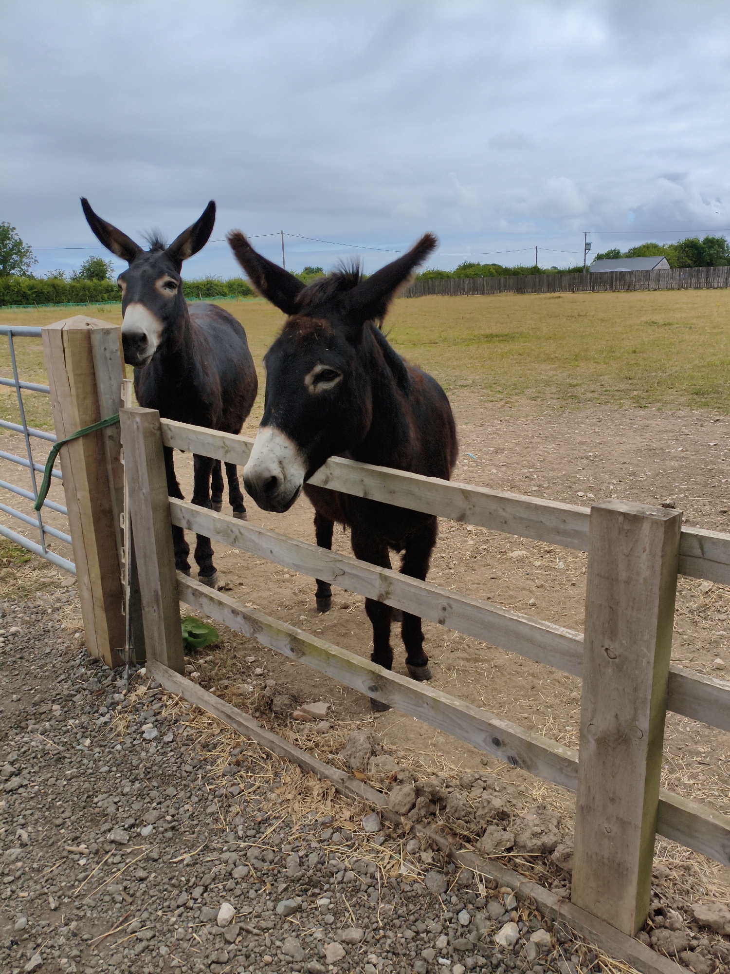 Two dark-colored donkeys are positioned behind a wooden fence in an outdoor enclosure. The donkey on the right is leaning over the fence with its head and neck visible. Its muzzle is white. The donkey on the left is standing upright behind the fence, facing the camera with its head slightly turned. Its muzzle is also white. Both donkeys have prominent ears. The enclosure appears to be a grassy field with a dirt path and gravel in the foreground. A metal gate is visible to the left of the wooden fence. In the background, there is a wooden fence bordering a field, trees, and a building with a grey roof. The sky is overcast with clouds. The location is identified as East Lindsey, United Kingdom.