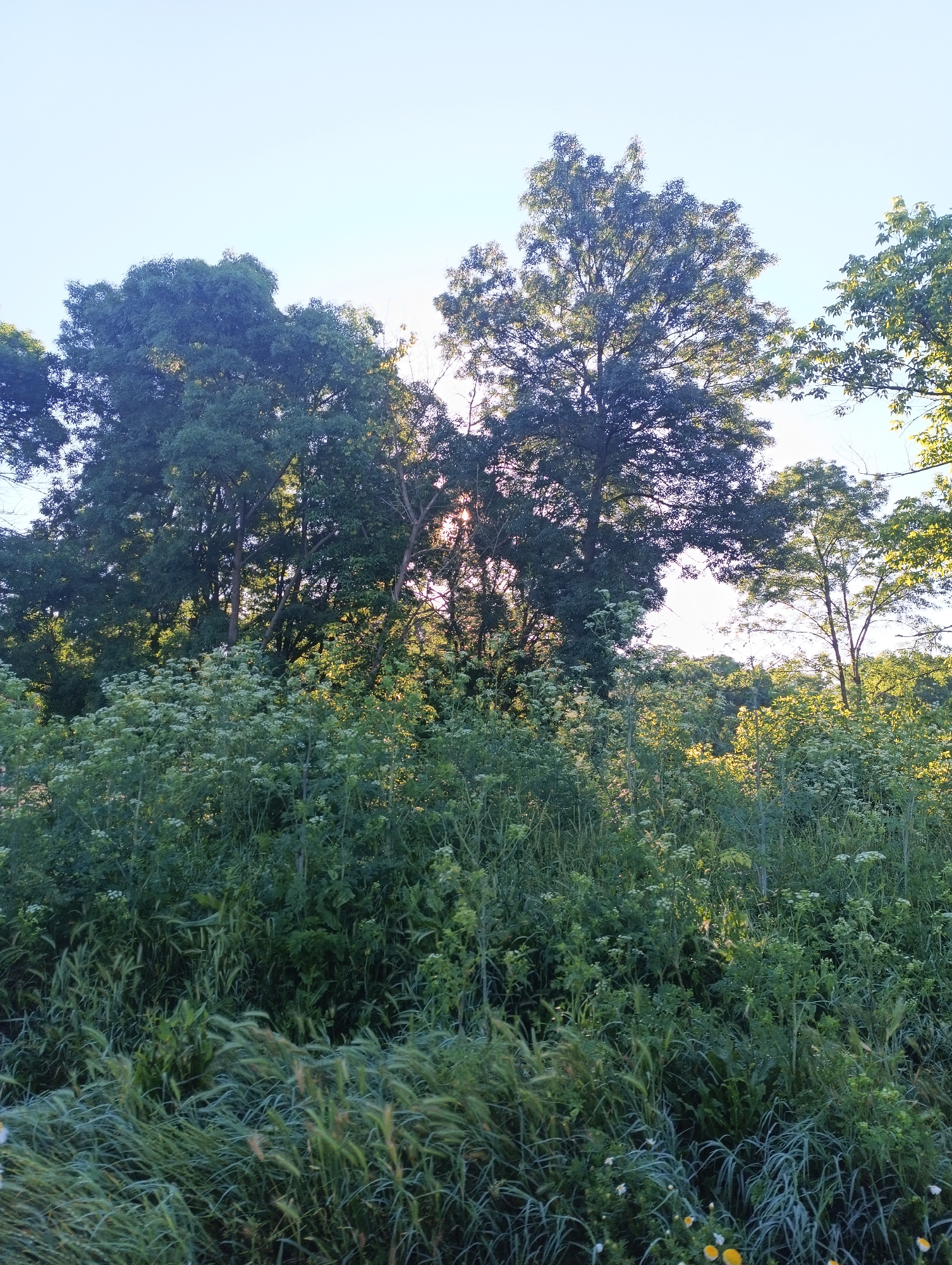 This is a vertically oriented, eye-level, full shot image taken outdoors in Karnobat, Bulgaria. The foreground is dominated by tall green grass and various wildflowers in shades of white and yellow. Behind the foliage, a dense forest of trees stands tall, with sunlight filtering through the leaves, creating a dappled effect. The sky above is a clear, pale blue, indicating daylight. No people or animals are visible in the frame. The overall impression is one of a lush, natural landscape bathed in soft, natural light.