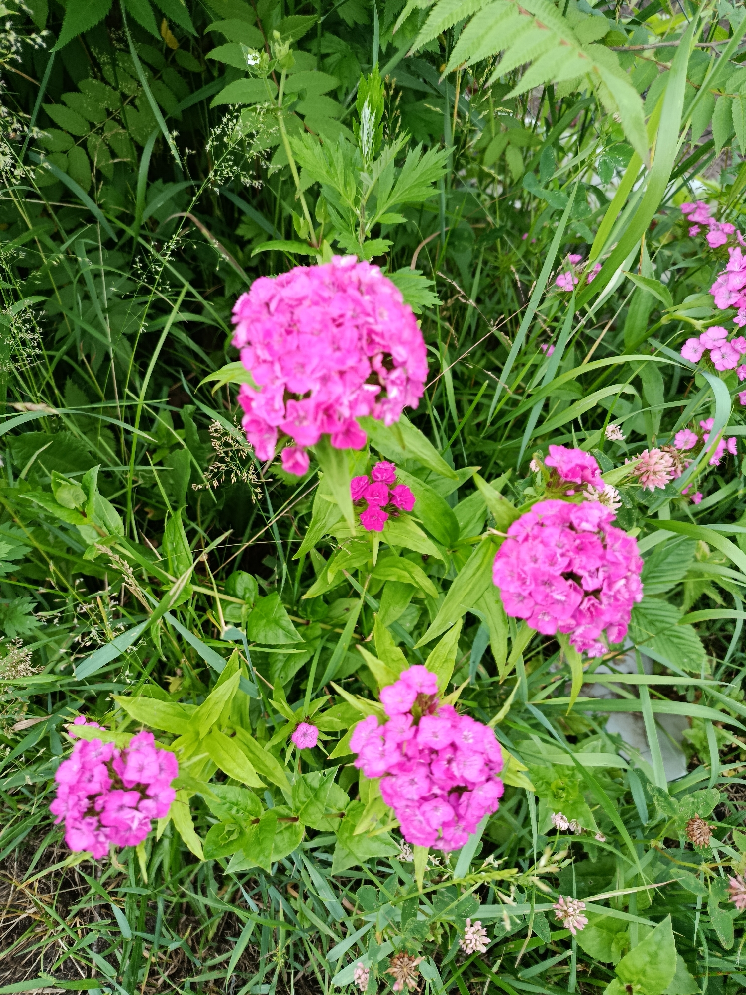 The image shows a close-up view of several clusters of bright pink flowers, likely phlox, in a natural outdoor setting with lush green foliage and grass. The flowers are in focus, with some of the surrounding greenery slightly blurred. In the background, there are more green leaves and some smaller, lighter pink flowers. The overall scene is one of natural beauty, suggesting a garden or a wild patch of greenery. The image does not contain any people or specific architectural elements that would pinpoint a location within the city of Vereya, Russia.
