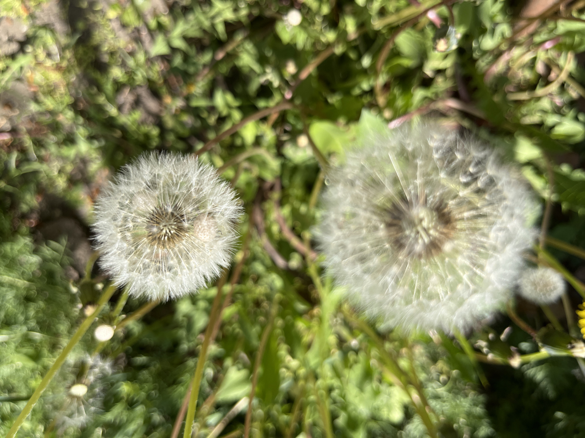 The image displays a close-up, overhead view of two dandelions in their mature seed-head stage, set against a softly blurred background of green foliage. The dandelion on the left is in clear focus, revealing the intricate details of its delicate white pappus, ready for seed dispersal. The dandelion on the right is slightly out of focus, contributing to a shallow depth of field effect.
The scene depicts a natural outdoor environment, likely a garden or grassy area, characterized by various green leaves and stems visible in the bokeh background. Sunlight brightly illuminates the dandelion heads, suggesting a daytime shot under sunny weather conditions. Subtle shadows are also present in the background, reinforcing the sunny environment. A hint of yellow from another dandelion flower can be partially seen in the lower right portion of the frame. No specific activity is taking place beyond the natural state of the plants. No people or visible text are present in the image. The setting is Kryvyi Rih, Ukraine.