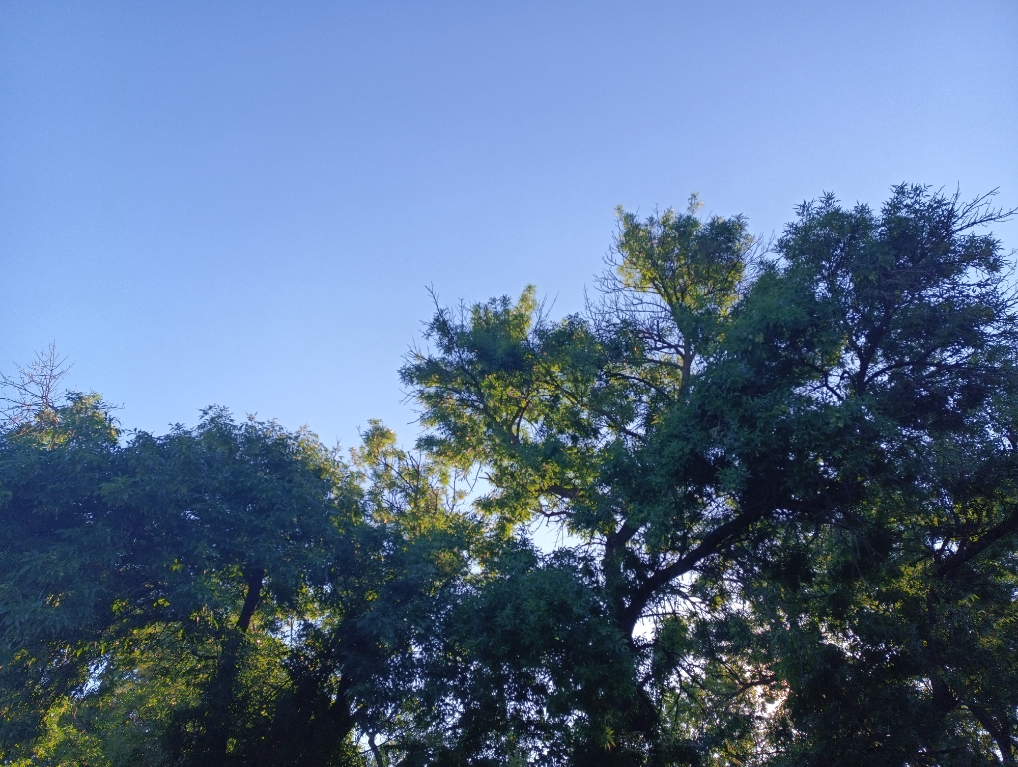 The image shows a view looking up at the clear blue sky through the canopy of several large, leafy trees. The trees are dense and green, with some branches and leaves silhouetted against the bright sky. Sunlight filters through the foliage, creating highlights and shadows. There are no people or man-made structures visible in the image. The scene appears to be an outdoor natural setting, possibly a park or a garden, within the city of Karnobat, Bulgaria.