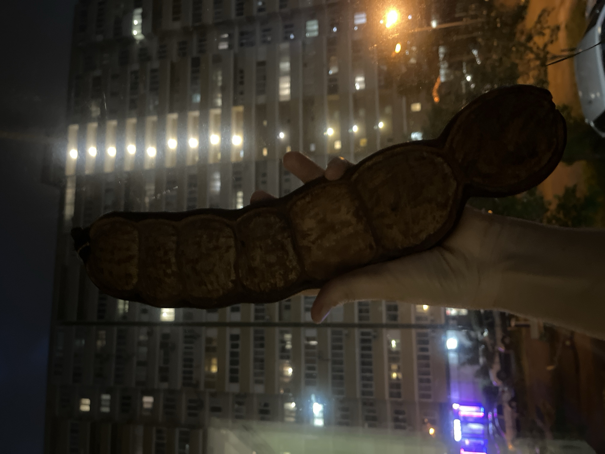 A hand holds a large, dark brown legume pod against the backdrop of an apartment building at night. The pod appears to be segmented with several distinct bulges, and a dark brown outer shell. The apartment building has many lit windows. The image was taken at nighttime. Outside, streetlights can be seen, as well as what appears to be a car, some trees, and some businesses. The businesses' signs are illuminated with purple light. It is not possible to confirm the location as Krasnodar, Russia, from the visual elements of the image.