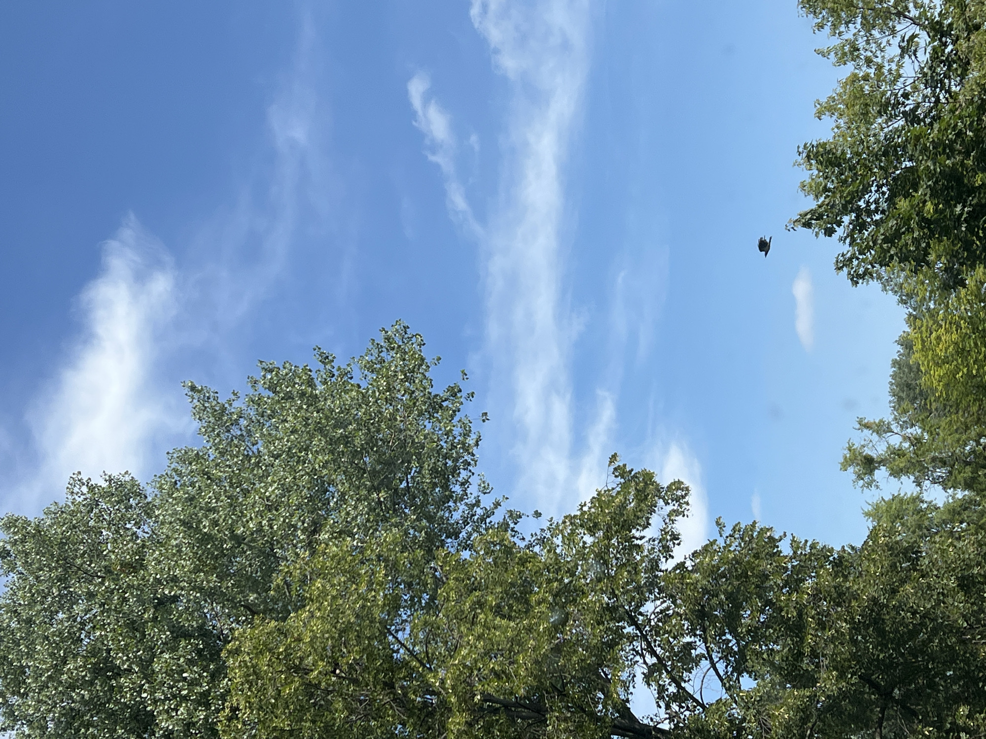 The image shows a clear blue sky with scattered white clouds. On the left side of the frame, the lush green foliage of a large tree dominates the foreground, with its branches reaching towards the sky. In the lower right quadrant, the tops of other green trees are visible, forming a dense canopy. A solitary bird is in flight, silhouetted against the sky in the middle right of the image. The scene is consistent with an outdoor environment, likely a park or natural area within the city of Warsaw, Poland. There are no people or man-made structures visible.