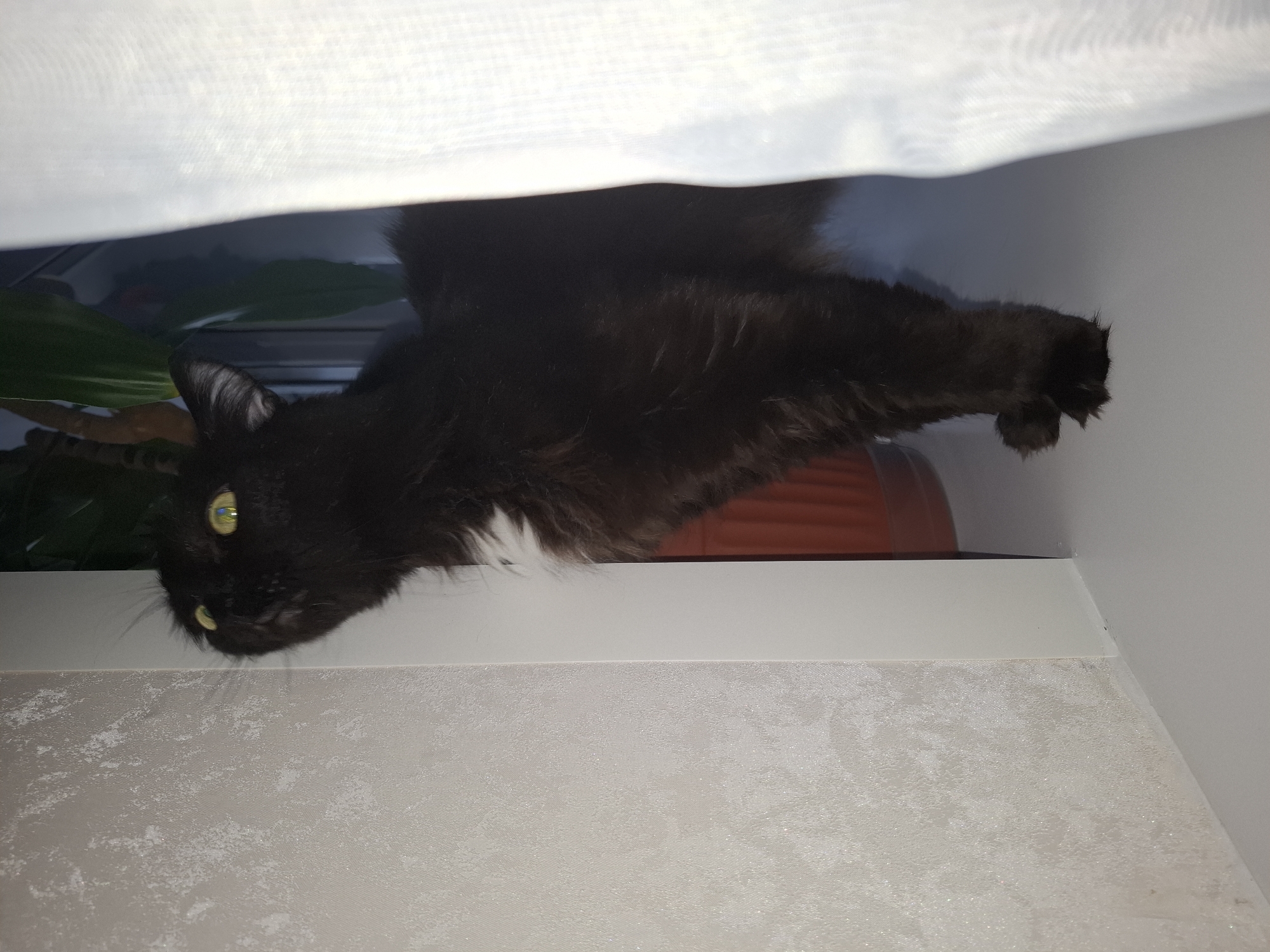 A black cat with yellow eyes and a patch of white fur on its chest is lying on a shelf. The shelf is located in front of a window covered by a white curtain. Behind the cat, there is a green plant and an orange object, possibly a pot. The shelf is attached to a white wall with patterned wallpaper. The location is Chaikovsky, Russia.