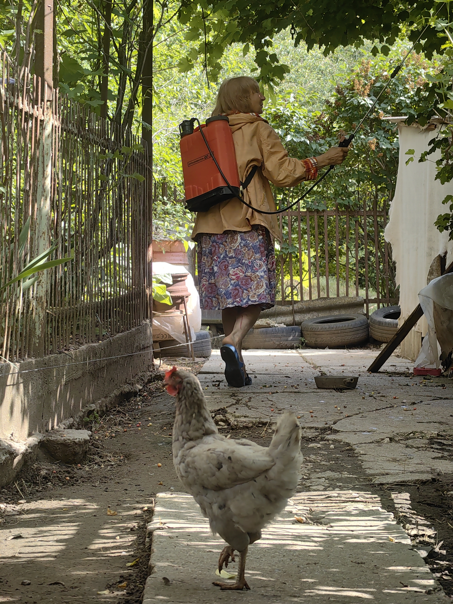 In the rural village of Ароматновское сельское поселение, Ukraine, an elderly woman is seen tending to her garden. She is wearing a light-colored jacket over a floral-patterned skirt and dark sandals. A red backpack sprayer is strapped to her back, and she is holding a long spraying wand, directing it towards the dense green foliage. In the foreground, a light-colored chicken is walking along a concrete path. The environment is characterized by a rustic fence made of vertical metal bars on the left, and a white wall on the right, with trees and vegetation abundant throughout. Discarded tires and various gardening equipment are visible in the background. The ground is covered with a mixture of dirt, concrete, and fallen leaves and small fruits.