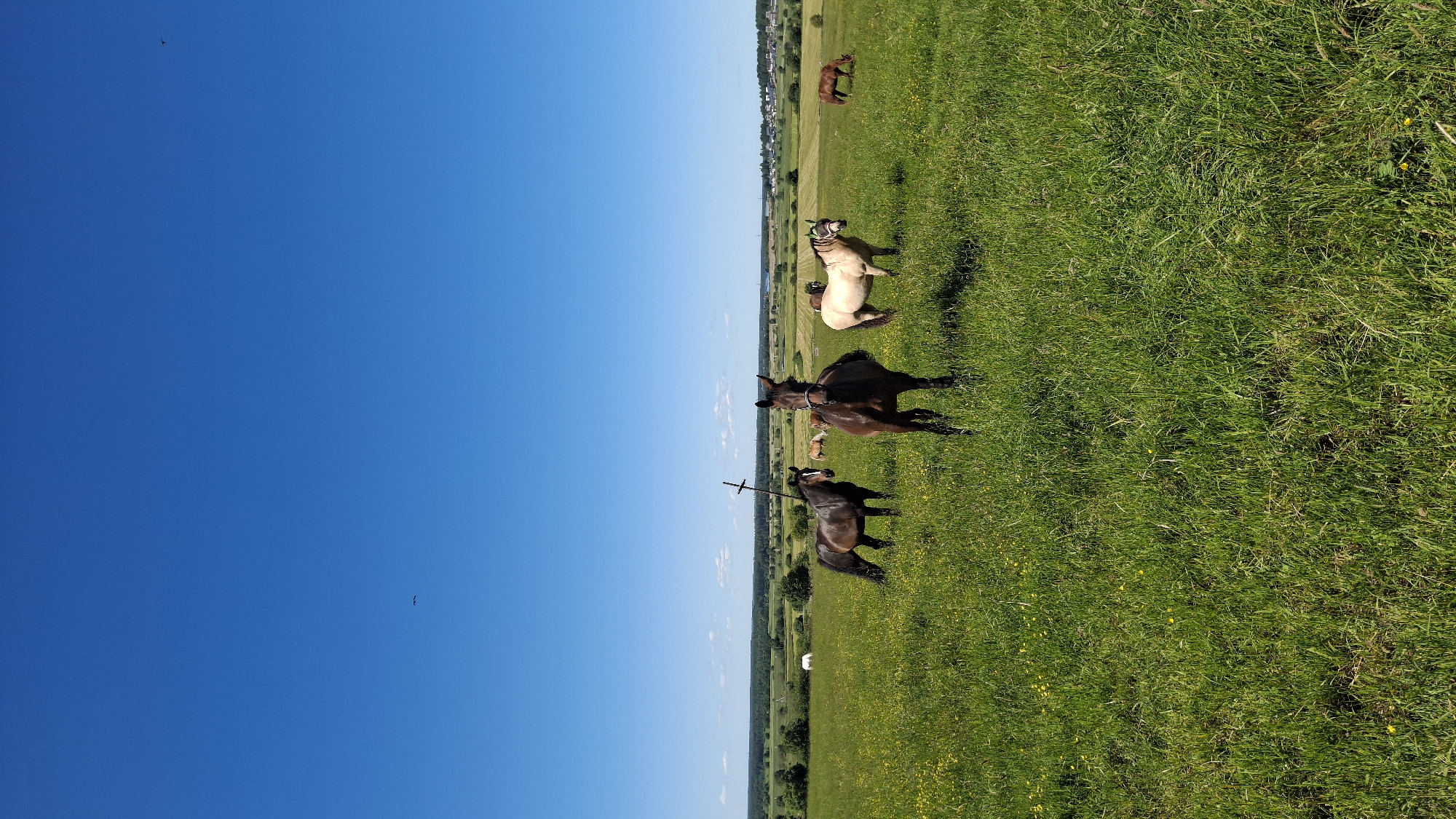 In a sunlit, verdant pasture near Kaporskoe, Russia, a group of horses grazes under a clear blue sky. The foreground is dominated by tall, green grass dotted with small yellow wildflowers. A dark brown horse stands prominently in the center, facing forward. To its left, another dark brown horse is positioned slightly behind and to the left, with a rustic cross structure behind it. Further to the right, a lighter colored horse, appearing cream or pale tan, stands facing towards the left. In the mid-ground, several more horses are visible, including a reddish-brown horse grazing in the distance on the right side of the frame. The background consists of a gently rolling landscape with scattered trees and a distant settlement. The overall scene depicts a peaceful rural environment.