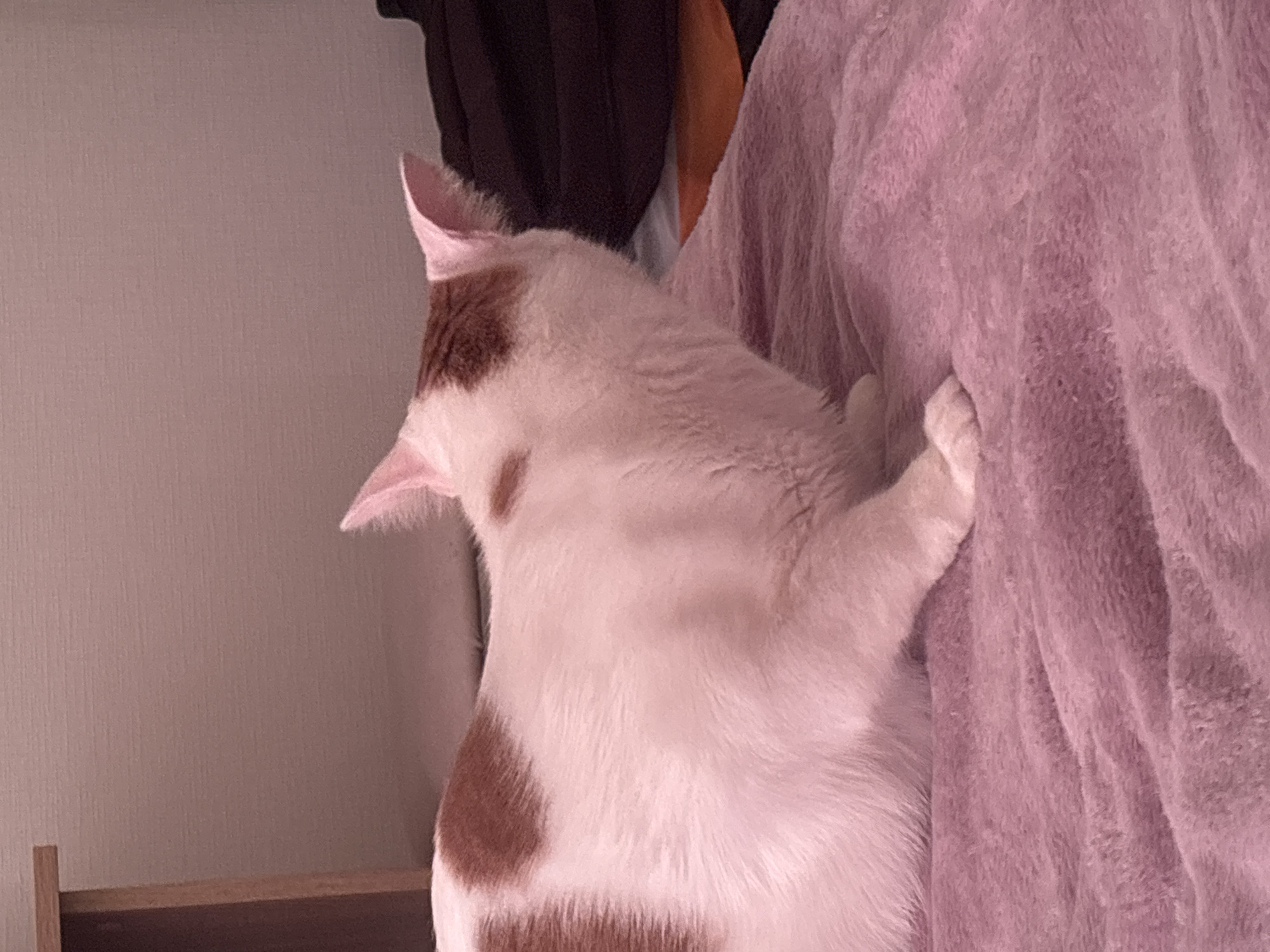 The image displays a domestic cat in an indoor setting, viewed from its rear-left side. The cat is predominantly white with distinct brown or ginger patches visible on its back/side and near its head. Its fur appears soft and fluffy. The cat's head is turned to the left, with its ears perked, indicating alertness or attention to something outside the frame. One of its front paws, likely the right, is extended and rests gently on a soft, textured blanket or throw, which occupies the right side of the image. This textile is a muted purple or lilac color, showcasing deep folds and a plush surface. To the left of the cat, a plain, light beige or pale pink wall with a subtle vertical texture fills the background. A dark brown or wooden furniture edge is partially visible in the lower-left corner, and dark, indistinct fabrics or drapes can be seen in the upper-central background. The scene is illuminated by soft, ambient indoor light. No text is visible in the image. The location context provided is Sinyavino, Russia.