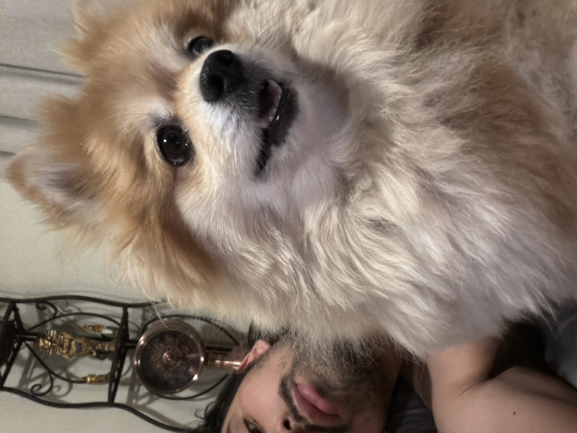 The image shows a fluffy, tan-colored Pomeranian dog. The dog is the primary focus, appearing close to the camera with an open mouth. Below the dog is the partial face of a man with a beard and dark hair. He seems to be lying down, likely holding the dog. In the background, there is a wrought-iron shelf or table with decorative elements. The environment appears to be indoors. There are no indicators of location that suggest Cuautla, Mexico.