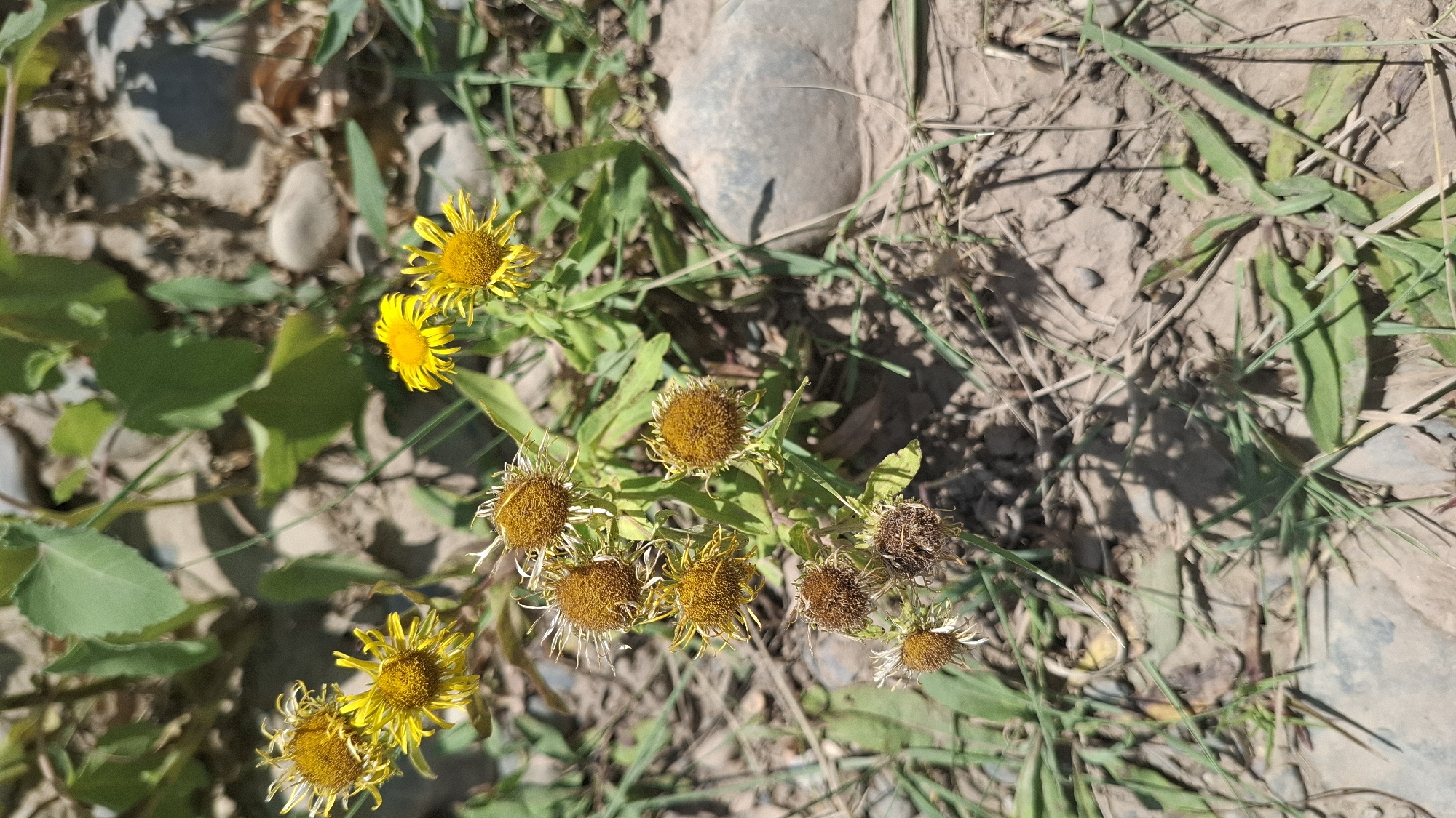 The image depicts a cluster of yellow wildflowers, some in full bloom and others in various stages of decay, growing in arid, rocky soil. The flowers have a daisy-like appearance with thin, spiky petals and brown centers. Green foliage surrounds the flowers, and scattered pebbles and larger stones are visible in the background, indicative of a natural, possibly semi-desert environment. The lighting suggests it is daytime, with shadows cast by the plants. This scene is located in Boraldai, Kazakhstan, an area known for its dry climate and natural landscapes. There are no people or animals present in the image.