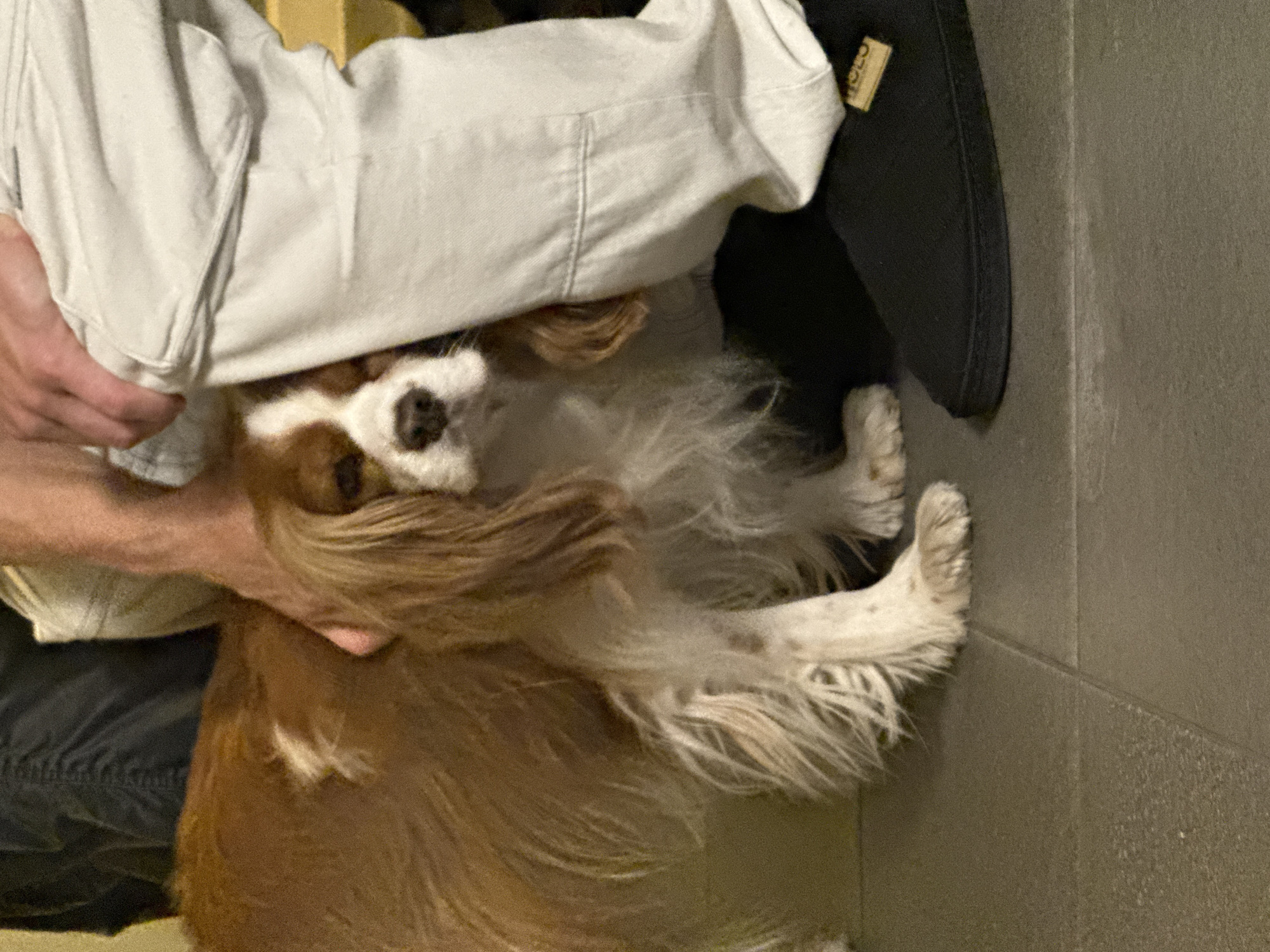 A Cavalier King Charles Spaniel is partially concealed beneath the legs of a person wearing white pants and a black shoe. The dog, primarily brown and white, is looking up toward the camera. A person's hand is visible near the dog's head. The background features a gray tiled wall. The location is unknown.