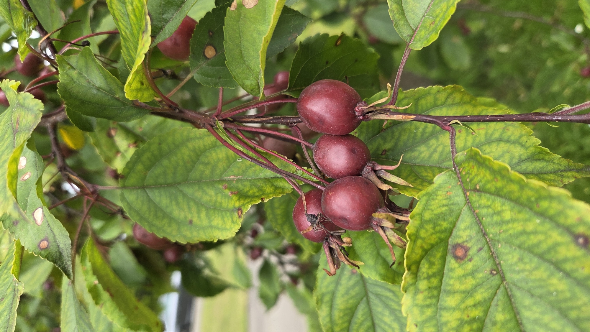 A close-up shot focuses on a cluster of small, round, deep red fruits hanging from a branch. The fruits have prominent calyxes with dried, wispy remnants. They are surrounded by vibrant green leaves, some of which display yellowing and brown spots, indicating possible disease or natural aging. The branches are thin and dark red. The background is blurred, suggesting an outdoor setting with hints of greenery and what appears to be a paved surface and possibly a building or fence in the distance. No people are visible in the image. The scene is a naturalistic depiction of a fruiting branch, likely a crabapple tree, common in urban parks and gardens. The location is not specified in the image itself, but the request mentions Riga, Latvia, which is a city with numerous green spaces and gardens where such trees are found.