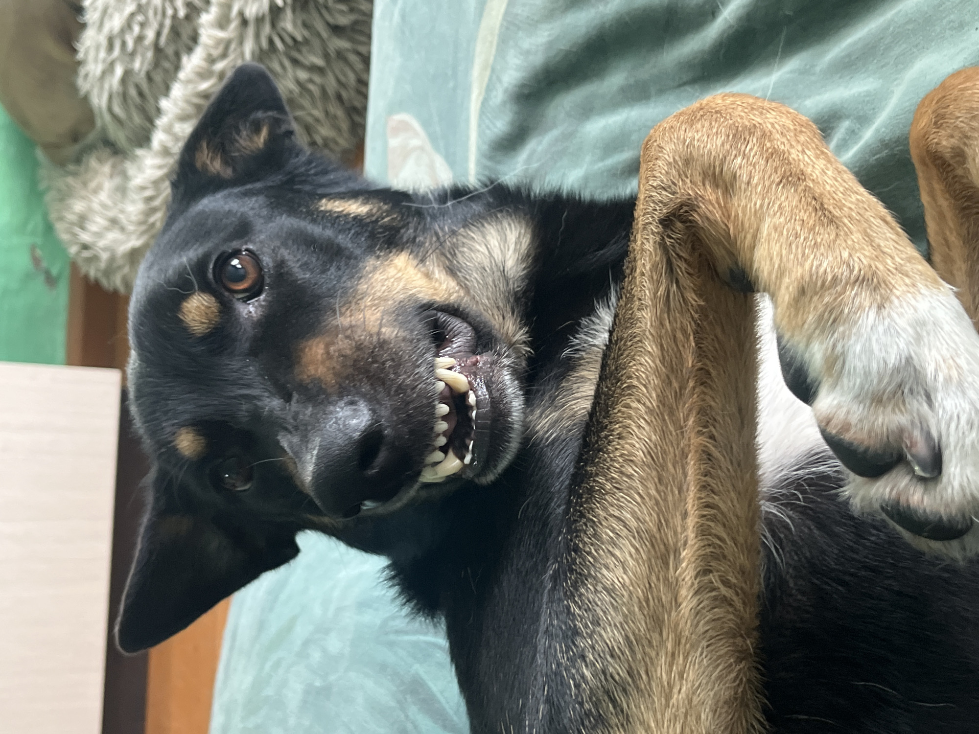 The image shows a close-up, eye-level, portrait of a medium-sized dog lying down on a green textured blanket. The dog has black and tan fur and is showing its teeth in what appears to be a grimace or a playful snarl. Its mouth is open, revealing sharp white teeth and a pink tongue. The dog's eyes are brown and alert, and its ears are pointed upwards. Its front paws are crossed over its chest. The background is blurred, showing a portion of a light-colored wall and a furry, beige object. There are no people or indications of the city of Nizhny Tagil, Russia in the image.
