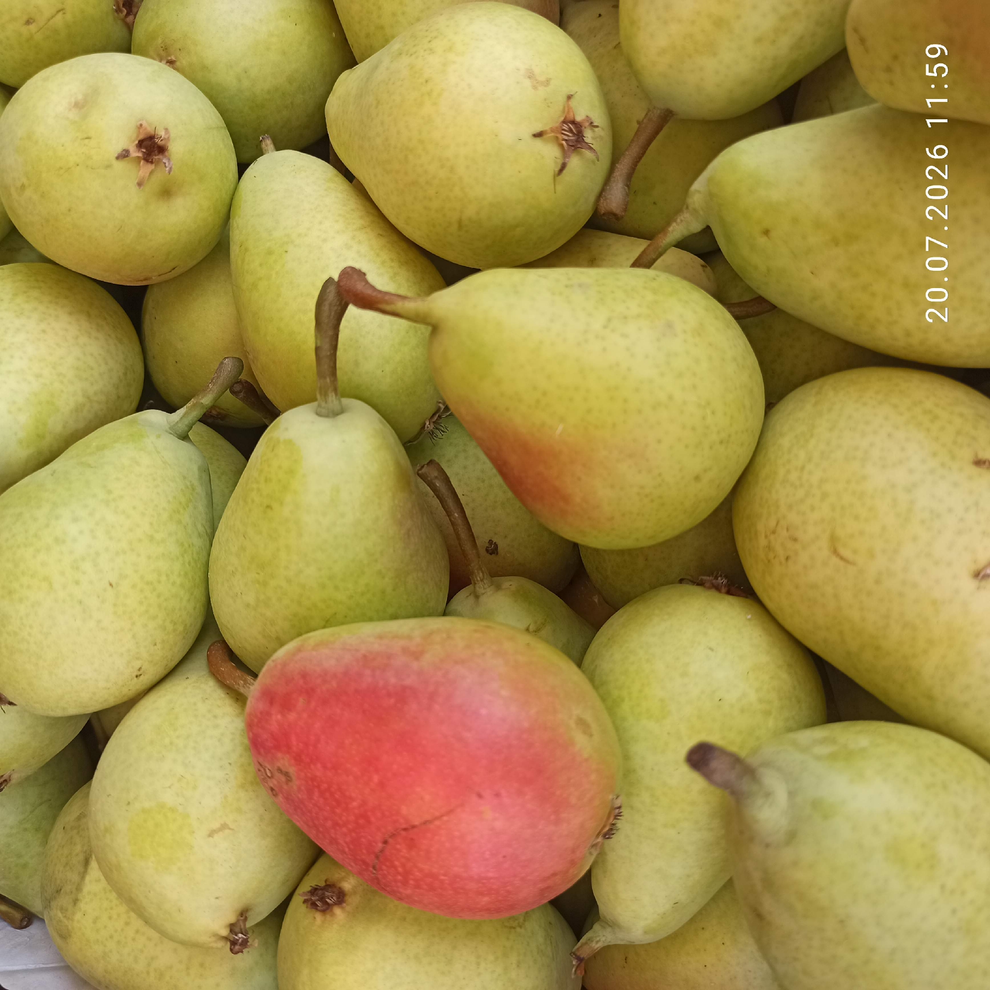 The image shows a close-up, overhead view of a pile of pears. The majority of the pears are light green, with some exhibiting yellow hues. One pear, prominently positioned in the center-left of the frame, is a vibrant red. The pears are varied in shape and size, and some have visible stems. The surface of the pears is textured with small dots. The background is filled with more pears, creating a dense arrangement. In the bottom right corner, a timestamp is visible: "20.07.2026 11:59". The image does not contain any identifiable landmarks or elements that would indicate its location within the city of Bitonto, Italy.