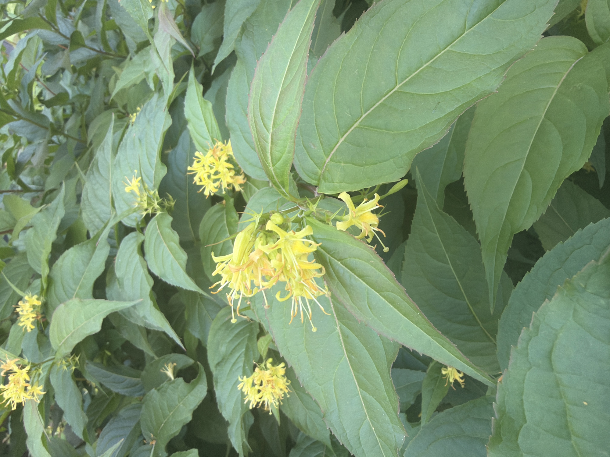 A close-up, overhead shot captures a cluster of bright yellow flowers and lush green leaves. The flowers, which appear to be in various stages of bloom, are delicate and star-shaped with prominent stamens. They are arranged in small clusters or singly on slender stems. The leaves are large, ovate, and have serrated edges, with a deep green hue and visible veins. The background is filled with more of the same foliage, creating a dense, natural setting. The lighting suggests it is daytime, with soft shadows indicating natural light.