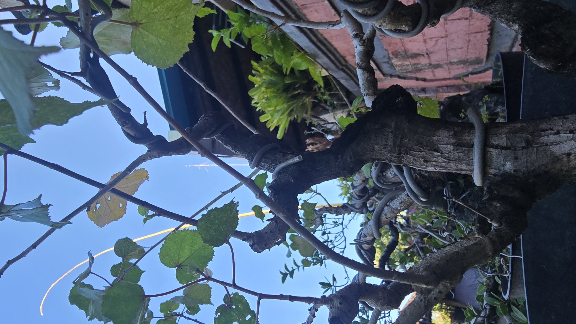 The image shows a bonsai tree with metal wiring twisting around its branches, set against a backdrop of a blue sky with some green leaves. The tree appears to be outdoors, near a building with some red roof tiles visible. The location is Banjarangkan, Indonesia.