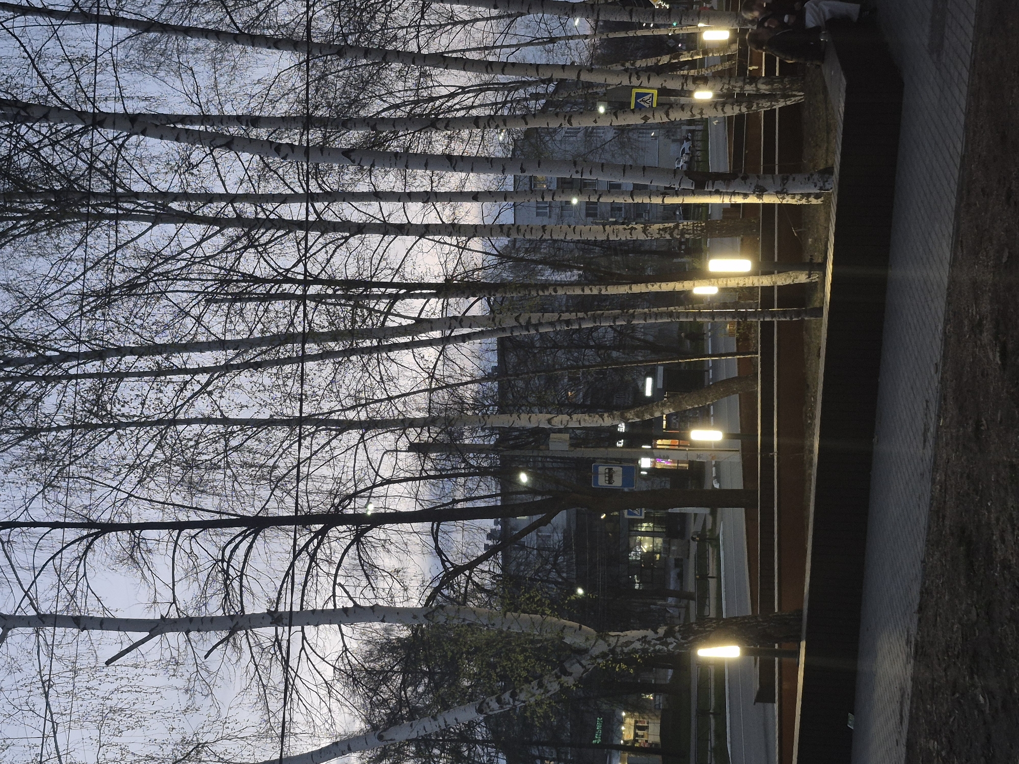 The image shows a row of birch trees along a sidewalk in what appears to be an urban area of Chaikovsky, Russia. The trees are mostly bare, suggesting early spring or late fall. Each tree has a light fixture attached to its trunk. In the background are buildings and street signs. The sky is overcast. Some people are visible in the background.