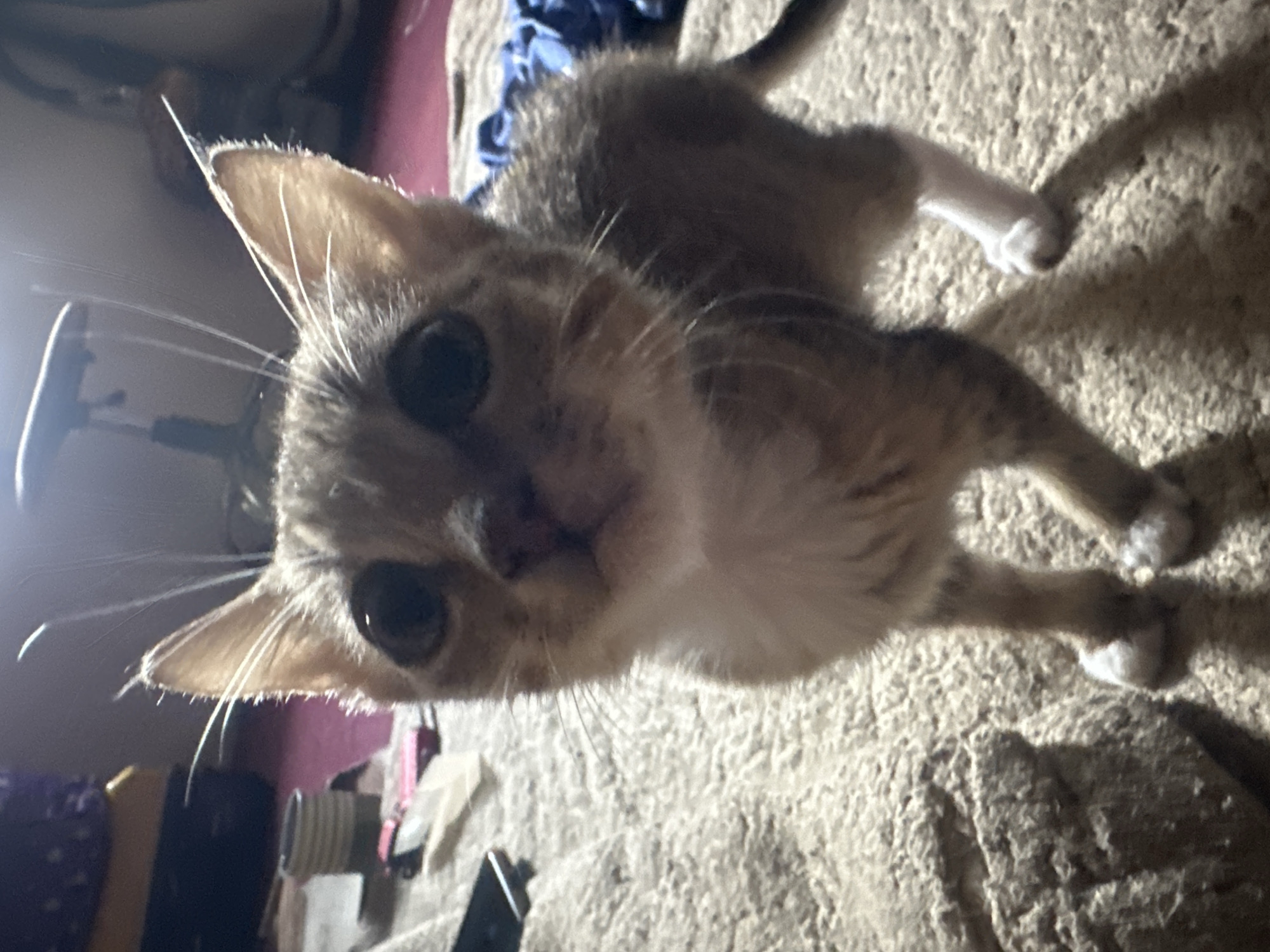 A juvenile tabby cat stands on a textured, beige carpet, looking upwards and towards the camera. The cat has large, dark eyes, prominent white whiskers, and light brown and grey striped fur with a white chest and paws. The background is dimly lit and out of focus, showing what appears to be an indoor setting with various objects including a dark chair, a purple item, a mug, and a blue cloth. The image quality is grainy and there are visible lens flares. The scene is indoors, and there is no information to determine the specific location within the city of Jos, Nigeria.