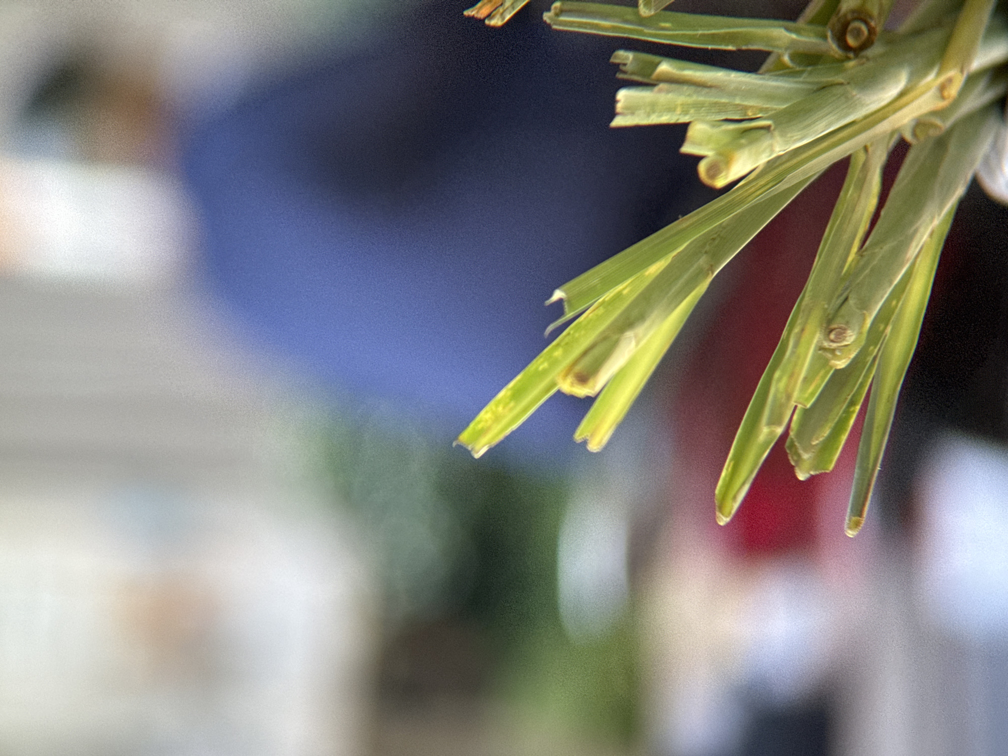 The image shows a close-up of green, leafy stalks, possibly lemongrass, in the foreground. The background is blurred, but suggests an outdoor setting with a person wearing a blue shirt visible, implying a public space or market. The overall lighting is soft and diffused. Given the presence of lemongrass, a common ingredient in Vietnamese cuisine, the scene could be a food stall or a market in Nha Trang, Vietnam, where such ingredients are readily available.