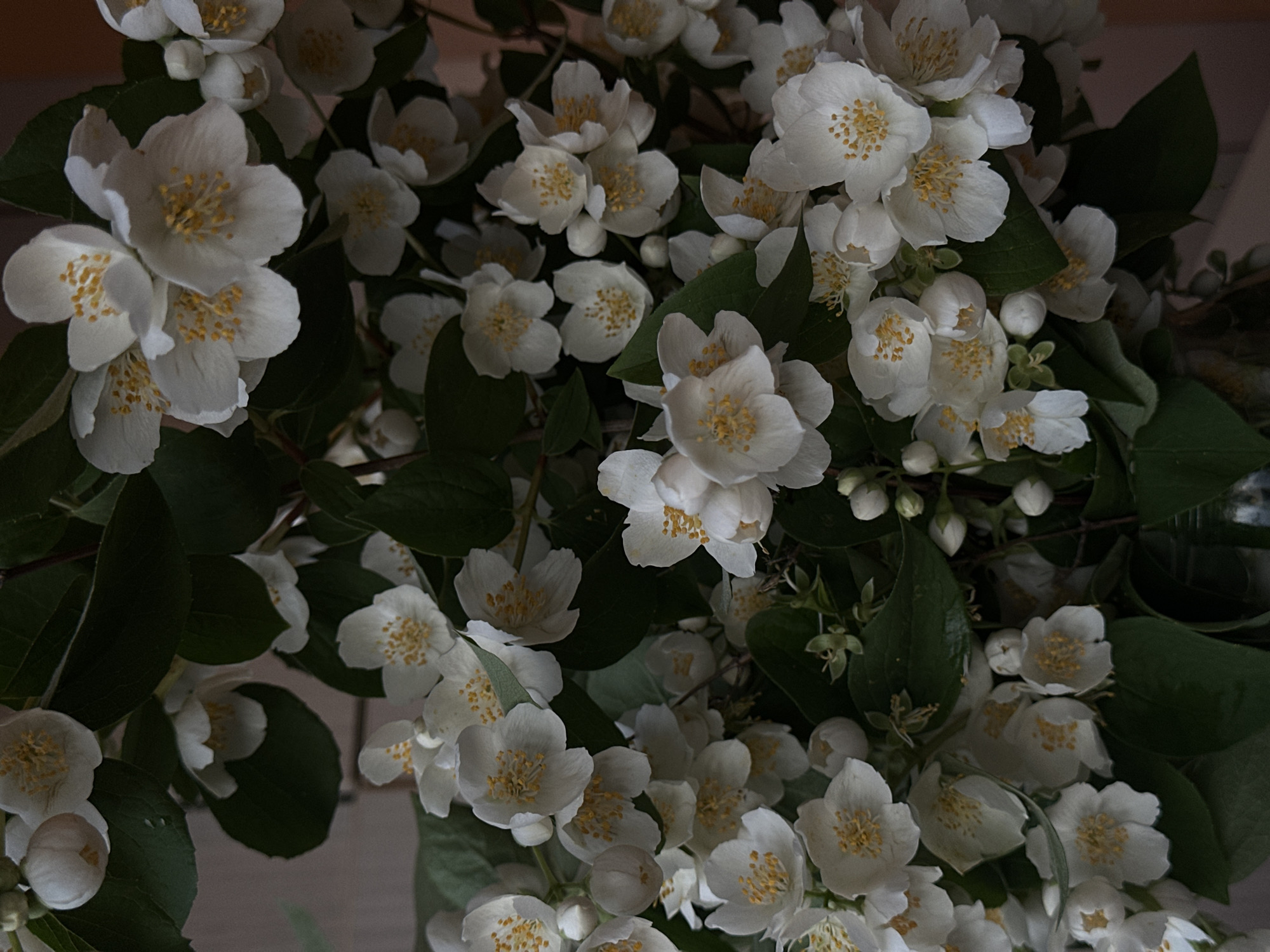 A close-up, overhead shot captures a dense cluster of white flowers, likely jasmine or mock orange (Philadelphus), interspersed with dark green leaves. The frame is filled almost entirely with the blooming plant, giving a lush and abundant impression. Many flowers are fully open, revealing their delicate white petals and prominent yellow stamens at their centers. Several flower buds, tightly closed or partially unfurled, are also visible among the blossoms, hinting at continued blooming.
The lighting is soft and subdued, creating a somewhat moody atmosphere with deep shadows among the foliage and in the background. This suggests the image was taken in low light conditions, possibly indoors, in the early morning, or late evening. The background appears dark and indistinct, focusing all attention on the flowers and leaves. There are no people or specific objects discernible beyond the plant itself. The flowers appear fresh and vibrant, indicative of recent bloom. No visible text is present in the image. While the location context is Sofia, Bulgaria, there are no specific visual cues within the image itself to confirm this geographic location, as the shot is a tight close-up of botanical elements. The overall impression is one of natural beauty and serenity.