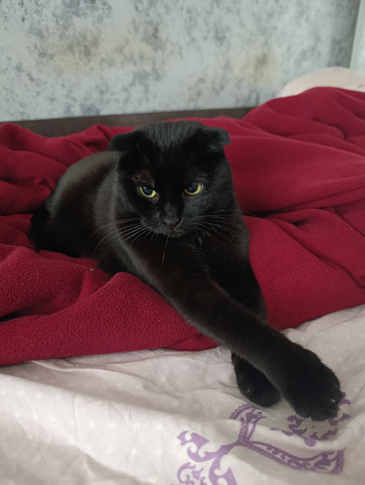 In an indoor setting, a black cat with folded ears and green eyes is lying on a red blanket. The cat is positioned centrally in the frame, with its body extended and paws crossed. The background consists of a textured wall and a white and purple patterned sheet. The scene depicts a domestic environment.