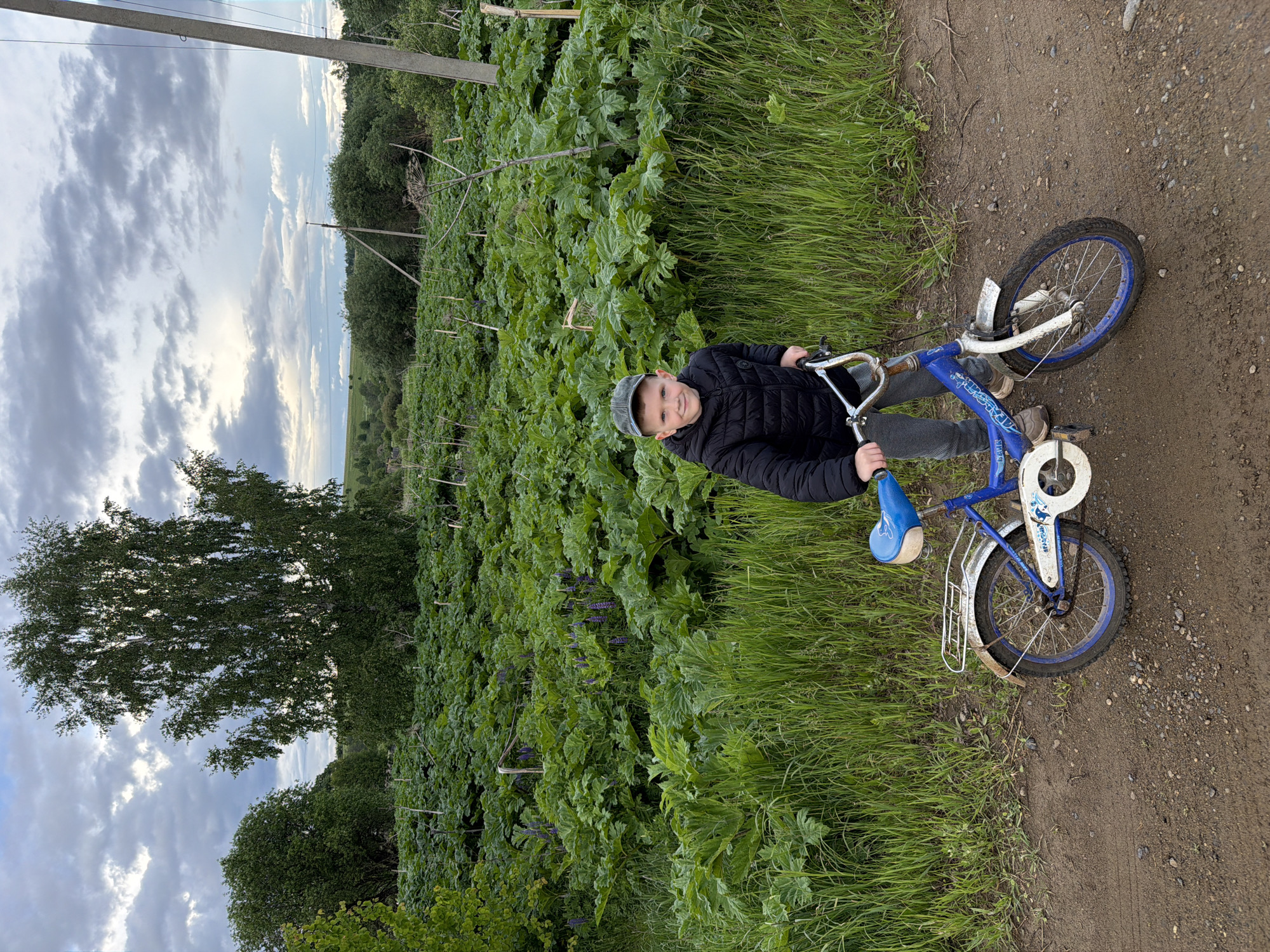 The image captures a young boy with his bicycle on a dirt path, set against a backdrop of lush green vegetation and a cloudy sky in what appears to be a rural area near Marakushi, Russia. The photo is taken from a slightly elevated perspective, looking down.
The main subject is a young boy, who is sitting on a small blue and white bicycle. He wears a light-colored baseball cap, a dark puffy jacket, grey trousers, and light-colored shoes. He is smiling and looking directly at the camera, holding the handlebars of his bike. The bicycle has a blue frame, white mudguards, a white front basket, and a blue seat. The word "Байк" (Bike) is visible in white Cyrillic script on the bicycle's blue frame. There is also a white circular chain guard with a faint graphic and illegible text.
To the left of the boy and the path, there is a dense field of very large, green, leafy plants, possibly Giant Hogweed, with some purple lupine flowers interspersed among them. Several tall, slender poles are scattered within this field. To the right of the path, there's a strip of vibrant green grass. Further in the background, a line of tall deciduous trees, including a prominent birch tree, stands against the sky. Utility poles are also visible against the sky in the distance.
The sky is largely covered with an array of grey and white clouds, with some brighter patches suggesting daylight, possibly late afternoon or early evening. The overall scene conveys a cheerful, outdoor moment in a natural setting.