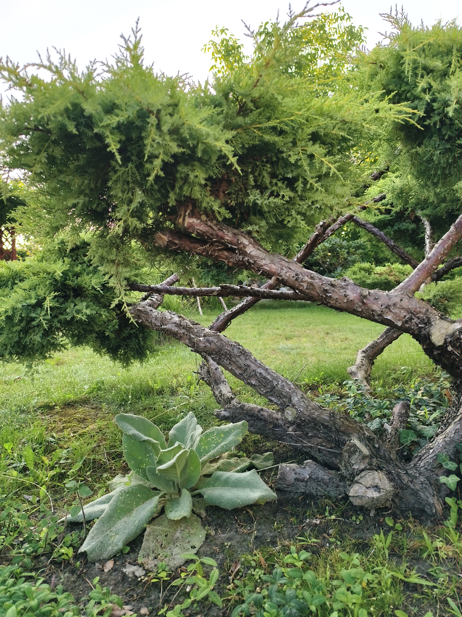 The image displays a close-up, eye-level view of a bonsai-style conifer tree, likely a juniper, with thick, gnarled branches and dense green foliage. The tree is situated outdoors in a garden setting, with a grassy lawn visible in the background and smaller plants, including a fuzzy-leafed plant resembling mullein, growing at its base. The ground appears damp, with dew drops visible on the grass, suggesting it was taken in the morning or after rain. In the far background, a portion of a red lattice structure and more greenery suggest a park or cultivated garden area within the city of Tczew, Poland. No people are present in the image. The overall impression is one of a tranquil, natural scene within an urban environment.