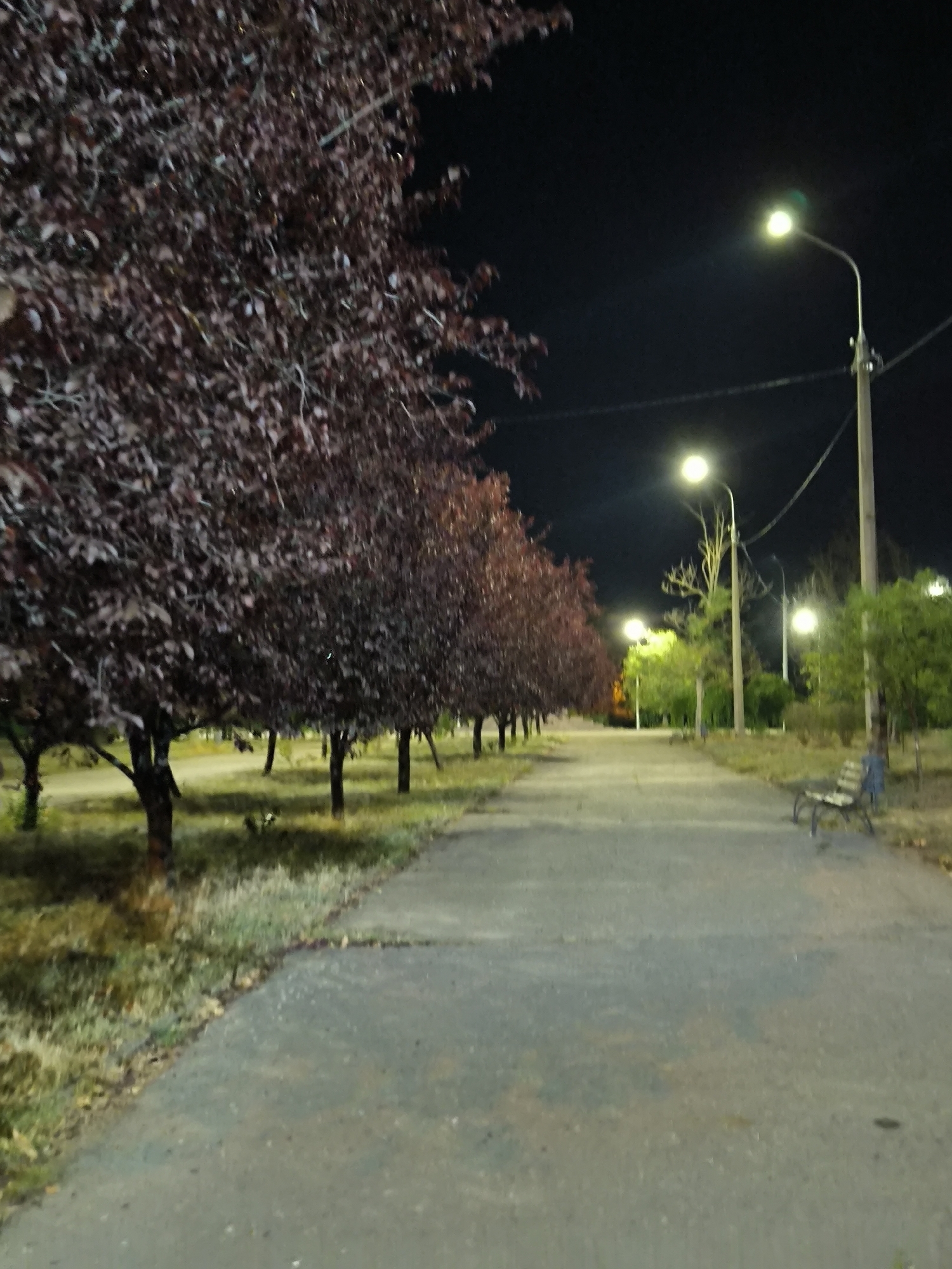 The image depicts a park pathway at night, illuminated by streetlights. On the left, a row of trees with dark red leaves lines the path. The pathway itself is paved with concrete and appears to be a pedestrian walkway. Further down the path, a wooden bench is visible on the right side. The background consists of more trees, some with green foliage and others bare, against a dark night sky. The scene suggests a tranquil, urban park setting. The location of Mykolaiv, Ukraine, is not ascertainable from the visual information provided in the image.