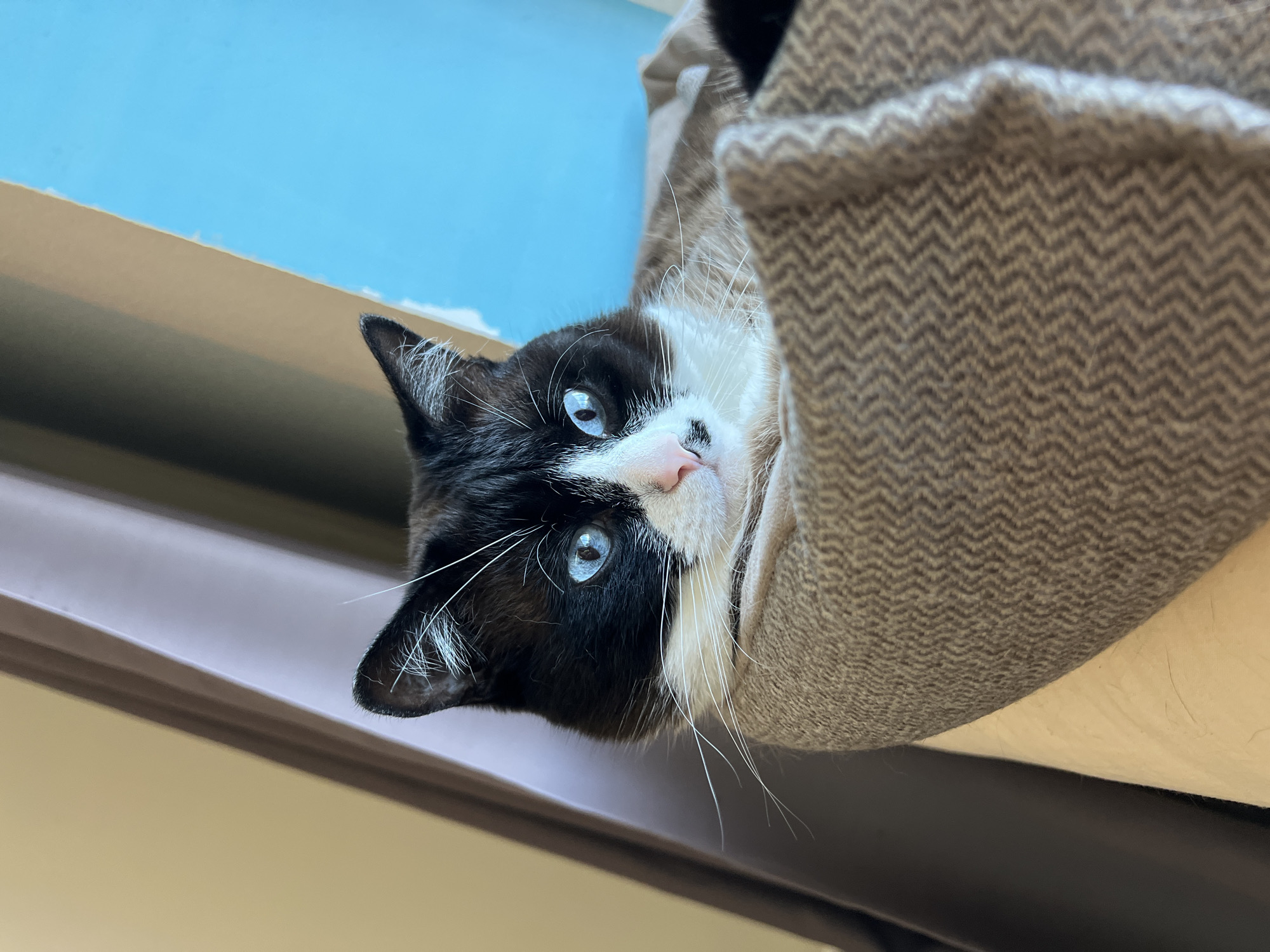 A black and white bicolor cat with striking bright blue eyes is captured in a close-up, low-angle shot. The cat's head is tilted, and it looks directly at the camera with a calm and curious expression. Its face features black fur with white markings around its muzzle and chin, complemented by prominent white whiskers. One ear, with white fur inside, is visible on the left side of its head.
The cat is nestled within a cozy, textured fabric, likely a cat bed or blanket, which features a distinct grey and beige herringbone pattern. This fabric provides a soft enclosure for the cat. Below the cat and the fabric, a flat, dark brownish-grey surface is visible, possibly a window sill or part of a piece of furniture. In the upper background, a clear, light blue expanse, likely a brightly painted wall or the sky seen through a window, is visible, separated by a narrow, lighter horizontal line. The overall lighting suggests it is daytime. The scene depicts a tranquil moment in a domestic setting, possibly in Noviy, Russia, though specific location cues are not visually present.