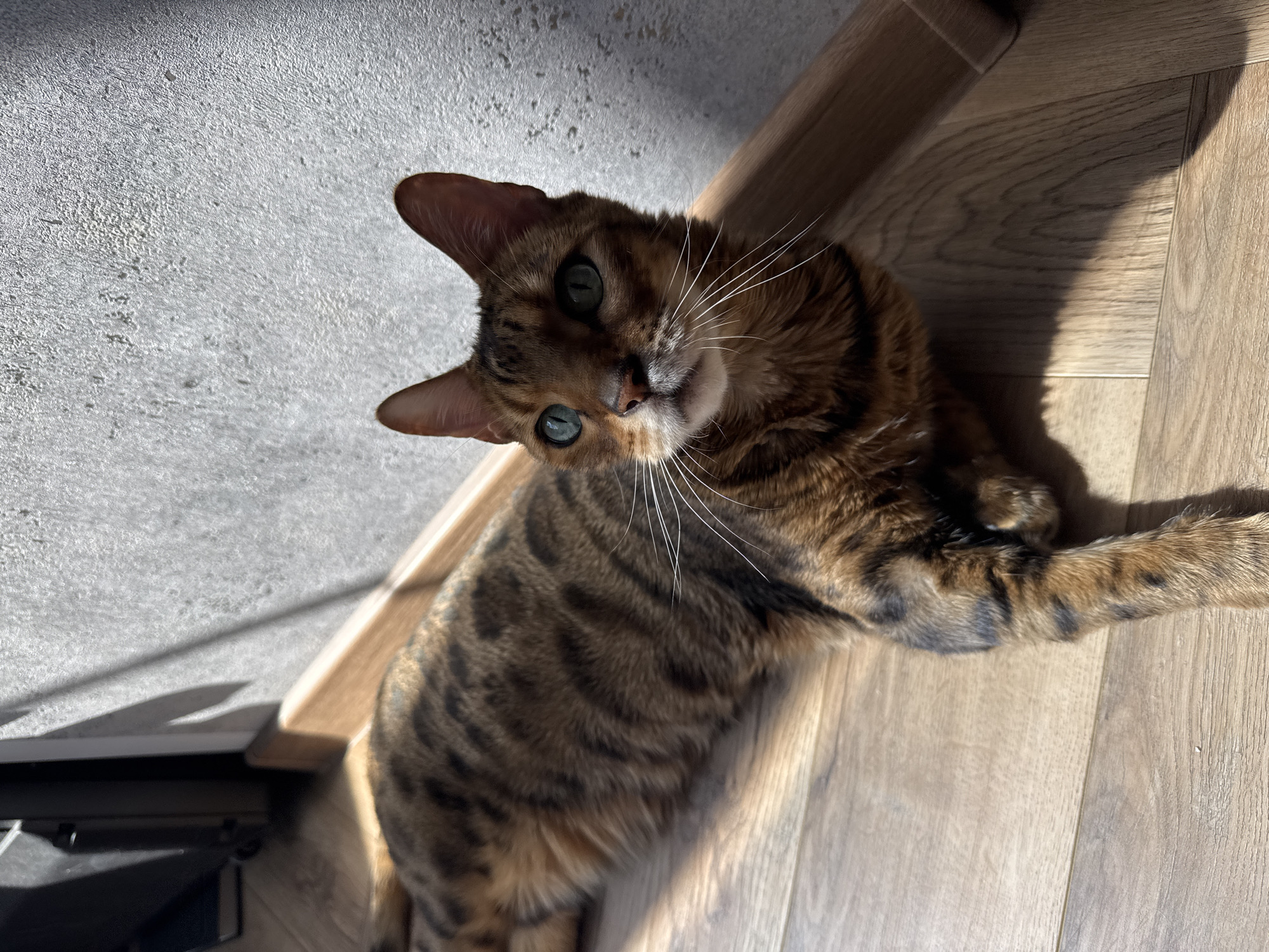 A Bengal cat lies on a light-colored wooden floor in a room with gray concrete walls. The cat is positioned near a wooden baseboard and a black object. Sunlight casts shadows across the floor and wall. The location is Unknown, Unknown.