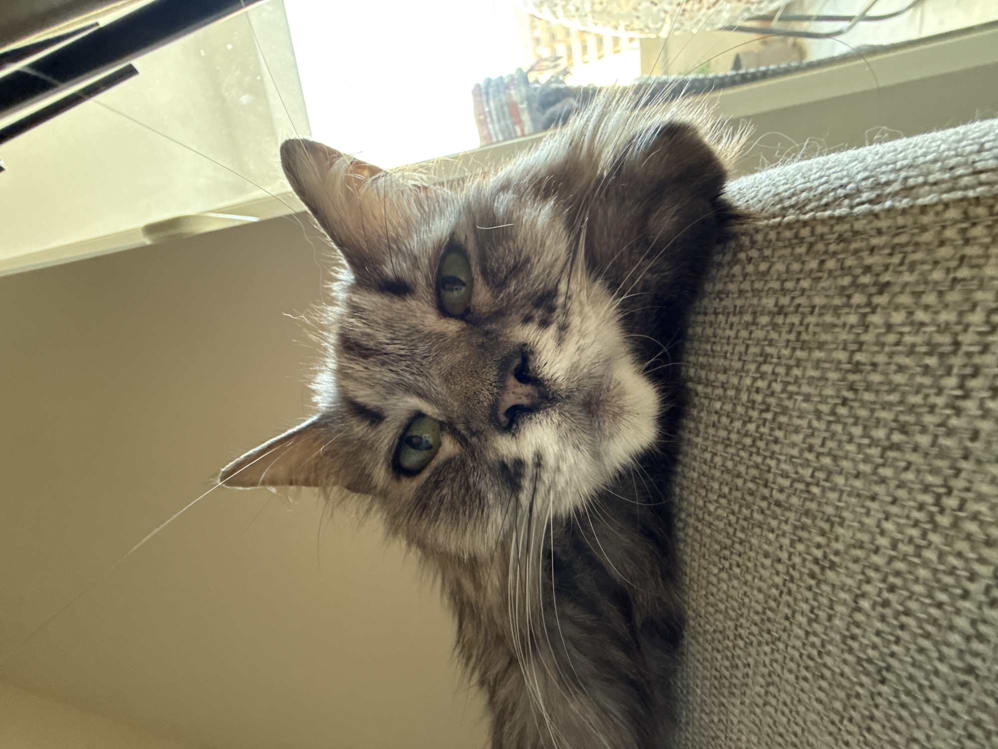 This is a close-up, low-angle, eye-level shot of a long-haired gray tabby cat lying on its side, resting its head over the edge of a textured gray sofa. The cat's head is tilted, with its green eyes looking directly at the camera. Its fur is a mix of gray, black, and white, with prominent white whiskers. The background is blurred, showing a bright light source, possibly a window, with a hint of blinds or a decorative screen. There are a few strands of cat hair visible floating in the air and on the surface near the cat. The overall lighting suggests it might be daytime.
