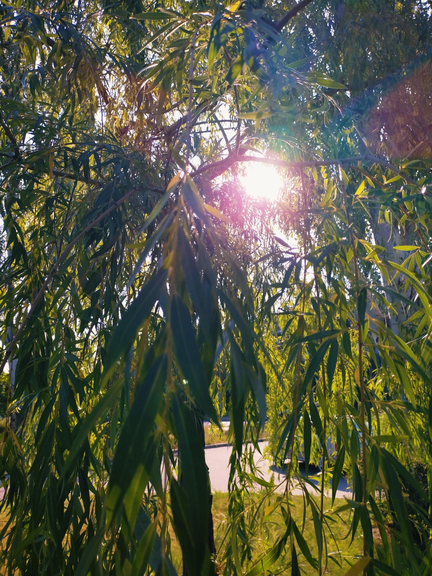 The image depicts a close-up view of weeping willow branches and leaves, illuminated by bright sunlight filtering through the foliage. The sun, positioned in the upper center of the frame, creates lens flare and highlights the translucent quality of the leaves. In the background, out of focus, a paved road and green grass are visible, suggesting an outdoor environment. A white car is partially visible on the road. The scene is likely situated in Horishni Plavni, Ukraine, a city known for its greenery and public spaces. No people are present in the image.