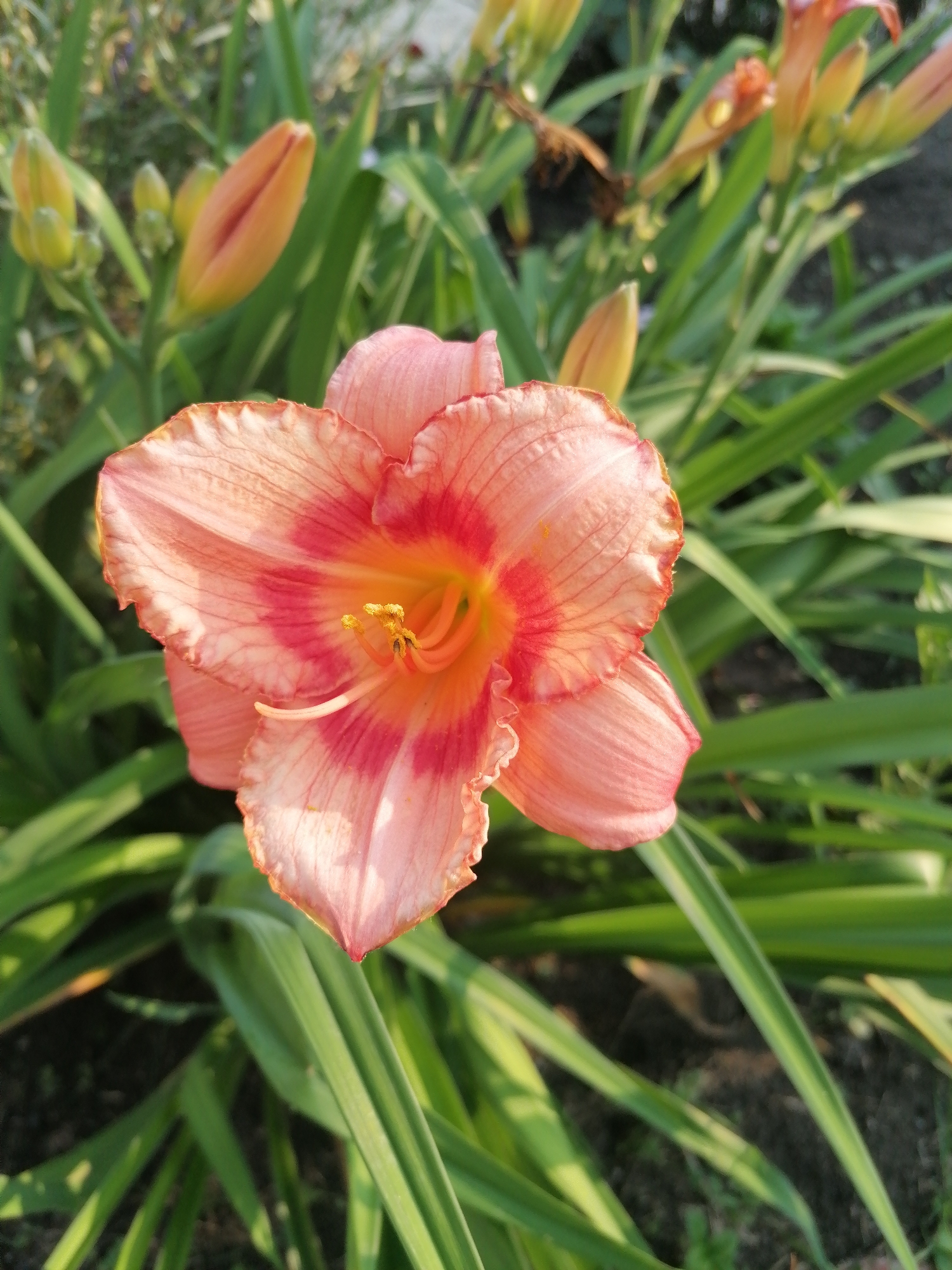 In a garden in the village of Mylnikovo, Russia, a close-up shot captures a vibrant, peach-colored daylily in full bloom. The flower's petals, tinged with a deeper coral hue at their centers, unfurl delicately, revealing a bright yellow stamen and pistil. The flower is surrounded by lush green foliage, with several unopened buds in various stages of development visible in the background. Sunlight casts soft shadows, highlighting the texture of the petals and the dew drops on the leaves. The overall scene evokes a sense of natural beauty and tranquility.