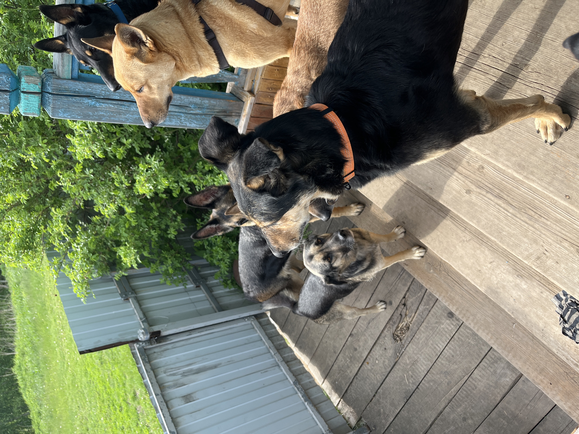 The image captures a group of dogs on a wooden porch or deck, bathed in bright sunlight. In the foreground and top right, two adult dogs are prominent. One is a black dog with tan markings and an orange collar, looking downwards and slightly to the left. Next to it, a light brown/tan dog with a dark harness is also looking in the same direction. Both appear to be observing something out of frame or at a lower level.
Below these two, several other dogs are visible. A black and tan dog is partially seen, looking towards the left, while a smaller, younger dog (possibly a puppy) with a grey, black, and tan coat looks up at the larger dogs. Further to the left and slightly behind, another medium-sized dog with a similar dark coat and tan markings is seen, seemingly interacting with the puppy.
The setting appears to be an outdoor area, possibly a backyard or rural property, given the green trees and bushes in the background to the left. A metal corrugated fence or siding is also visible behind the dogs on the left side of the frame. The wooden deck itself shows signs of wear, with visible grain and a few gaps between planks. Shadows cast by the dogs and surrounding objects indicate a clear, sunny day. No discernible text is visible in the image. The overall atmosphere suggests a casual gathering of dogs enjoying the outdoors.