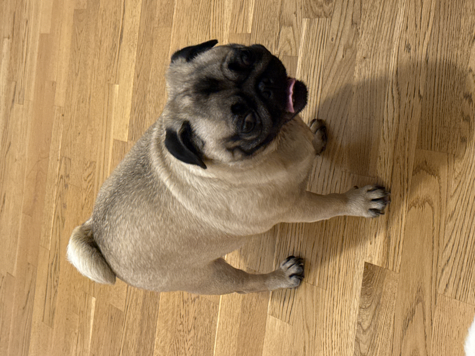 An adult pug dog stands on a wooden floor. The dog is fawn colored with a black mask and ears. Its tail is curled over its back. The dog's mouth is open and its tongue is visible. The wooden floor is made of planks of various shades of brown. The scene is lit from above.