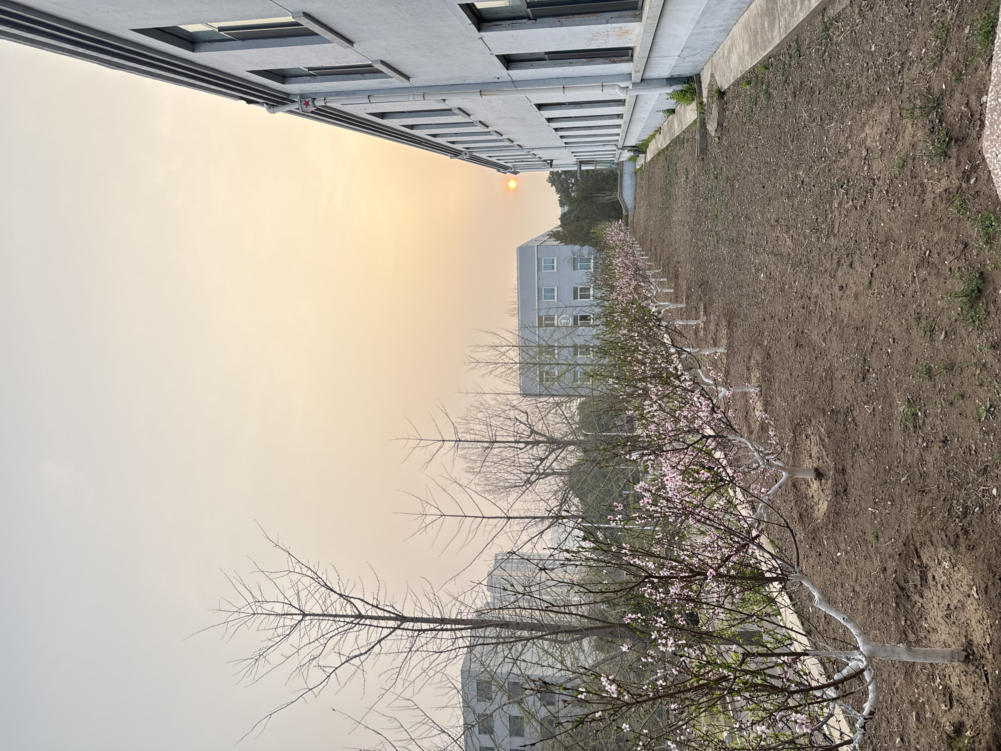 The image presents an outdoor scene in Zhongtun, China. A multi-story building with gray concrete exterior dominates the upper left. The sky is pale yellow, possibly due to the sun or haze. A row of trees with white-painted trunks and blooming pink flowers runs along a strip of bare earth, bordering the building. In the background, another similar gray building is partially obscured by trees. The ground is mostly brown soil with sparse vegetation. The camera angle is from ground level, looking upwards and slightly sideways.