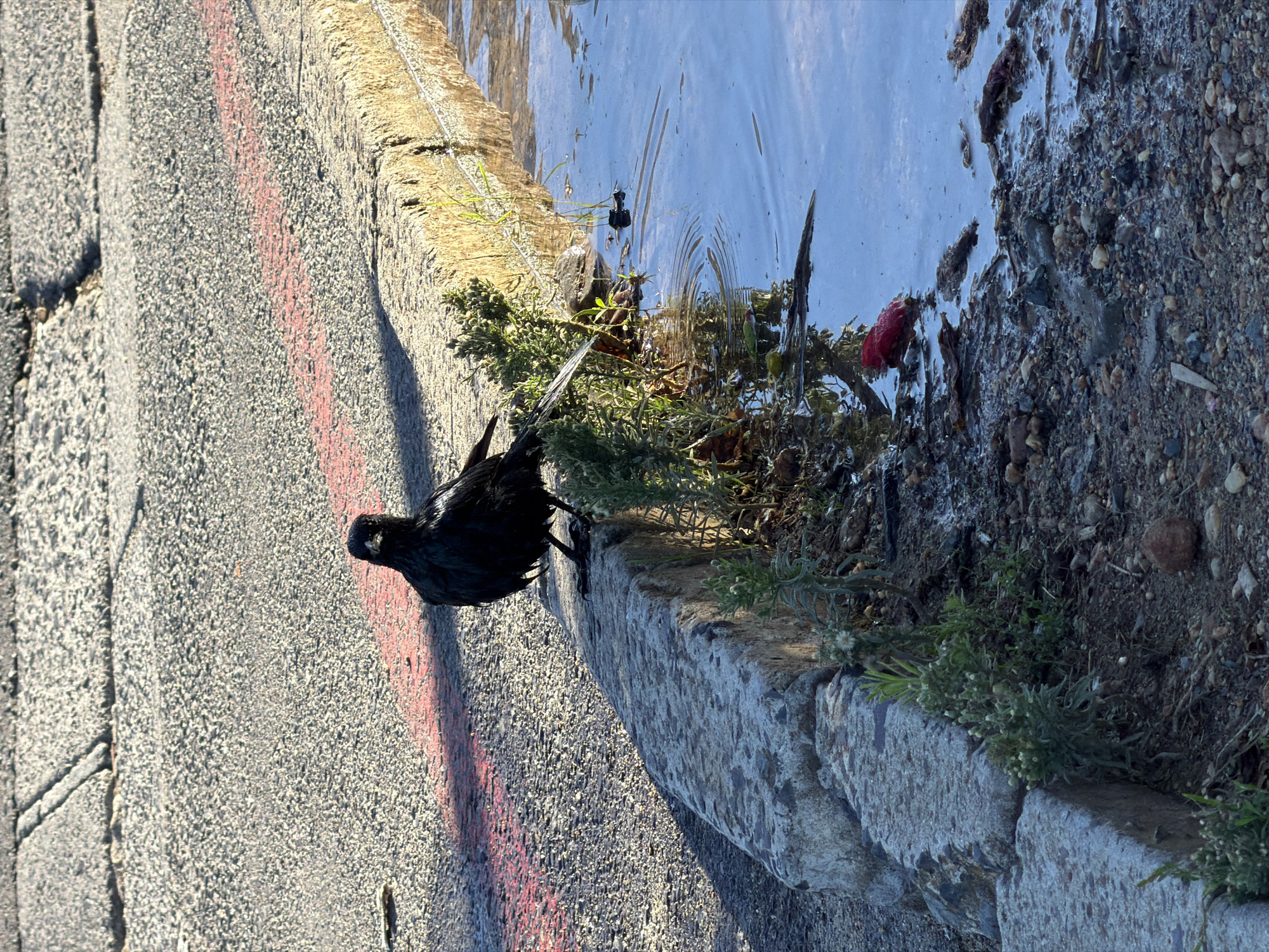 A crow stands on the edge of a concrete curb, partially in a puddle of water next to the curb. The puddle contains debris. The curb separates the asphalt roadway with a red stripe painted on it from the puddle. The location is possibly Cape Town, South Africa, but that cannot be determined with certainty from the image alone.