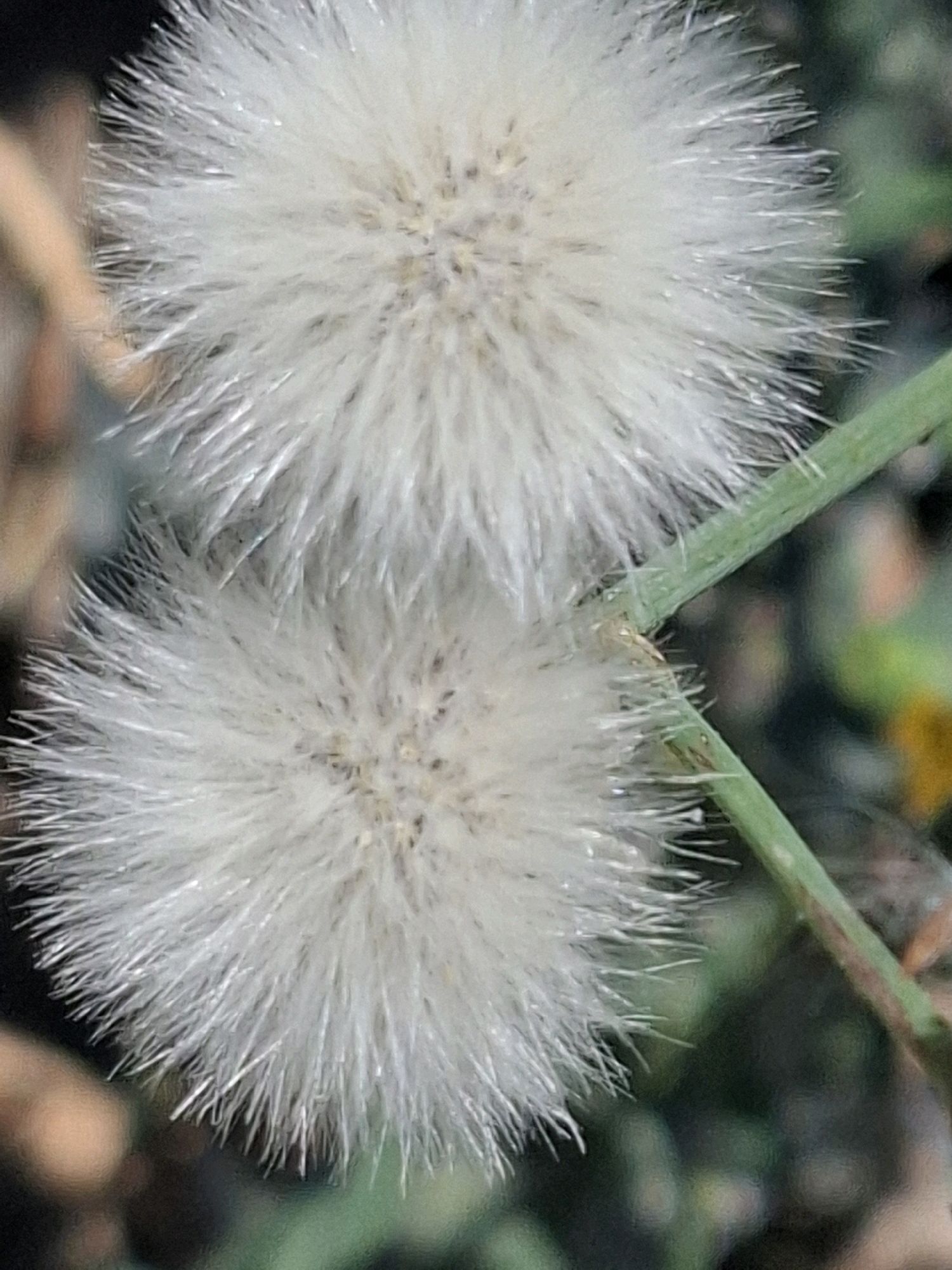 The image shows a close-up of two fluffy, white seed heads of a plant, possibly a type of thistle or dandelion, against a blurred background of green foliage and some brown, out-of-focus areas. The seed heads are composed of numerous fine, feathery filaments radiating outwards. A thin green stem is visible connecting the two seed heads and extending out of frame. The lighting suggests it is daytime, with soft light illuminating the fuzzy textures of the seeds. The image does not contain any identifiable landmarks or elements that would suggest a specific location within the city of Almaty, Kazakhstan.