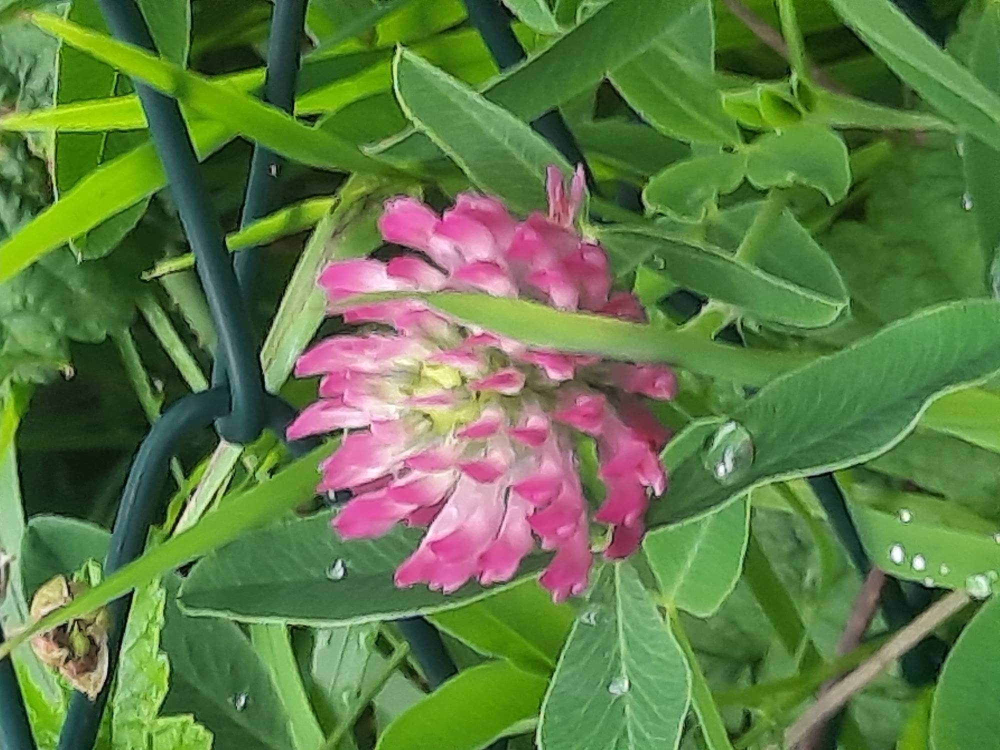 A close-up, eye-level shot captures a vibrant pink clover flower surrounded by lush green foliage and a dark green metal fence. The flower's petals are delicately arranged, with shades of pink and white, and a hint of yellow at its center. Several water droplets adorn the leaves and petals, suggesting a recent rainfall. The fence runs horizontally across the upper portion of the image, creating a backdrop for the natural elements. The overall scene is one of natural beauty and tranquility, with the vibrant colors of the flower contrasting against the soft greens of the leaves. The location is not specified within the city of Unknown, Unknown.